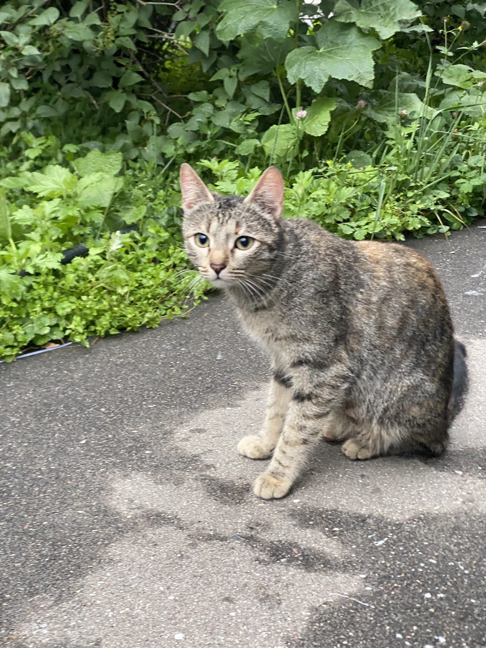 Cat with kittens from the basement - Kittens, In good hands, Moscow, Ramenki, Longpost, cat