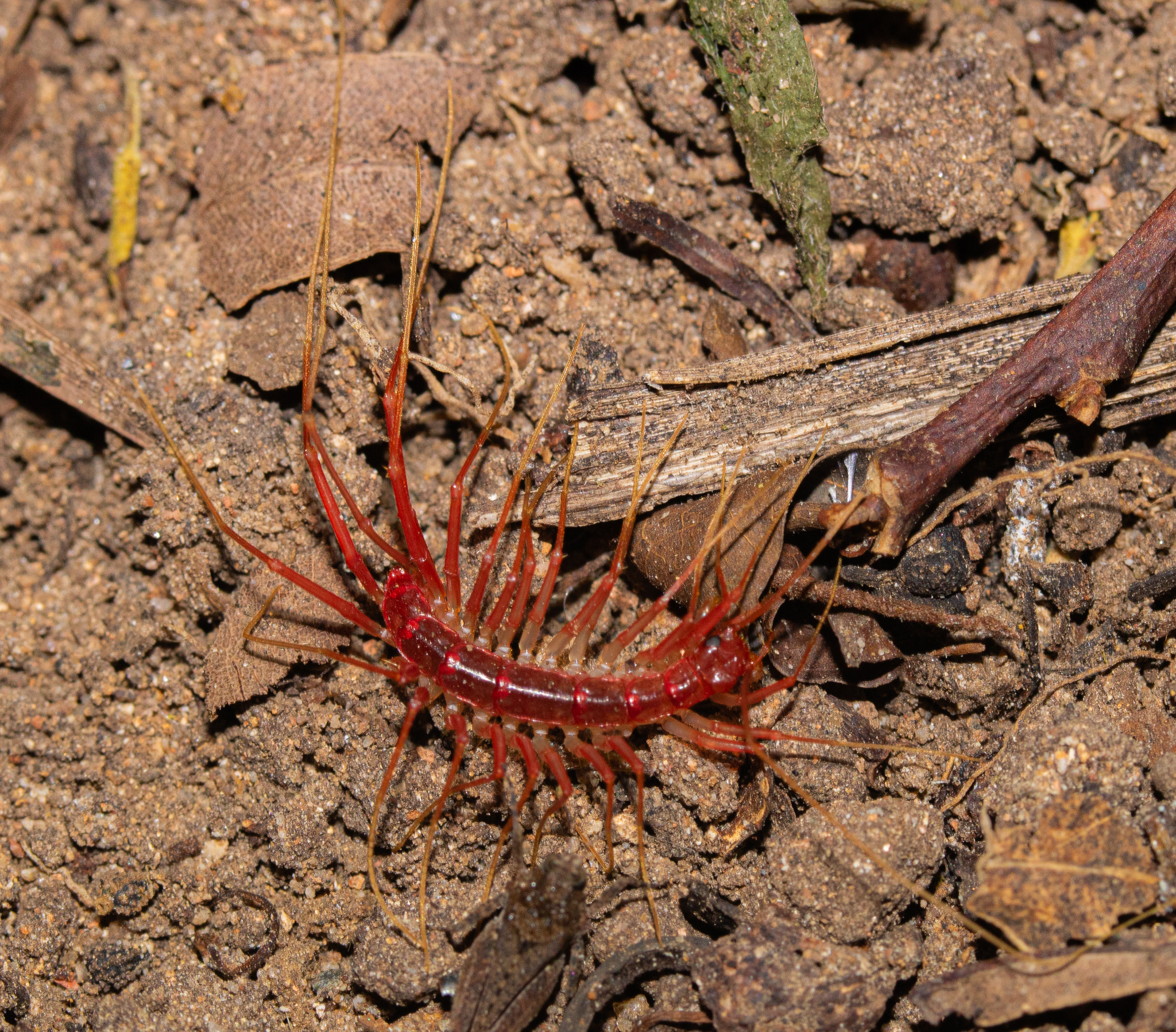 MN0G0N0GNM #4985 - Centipede, Flycatcher, Millipodaphobia, Red