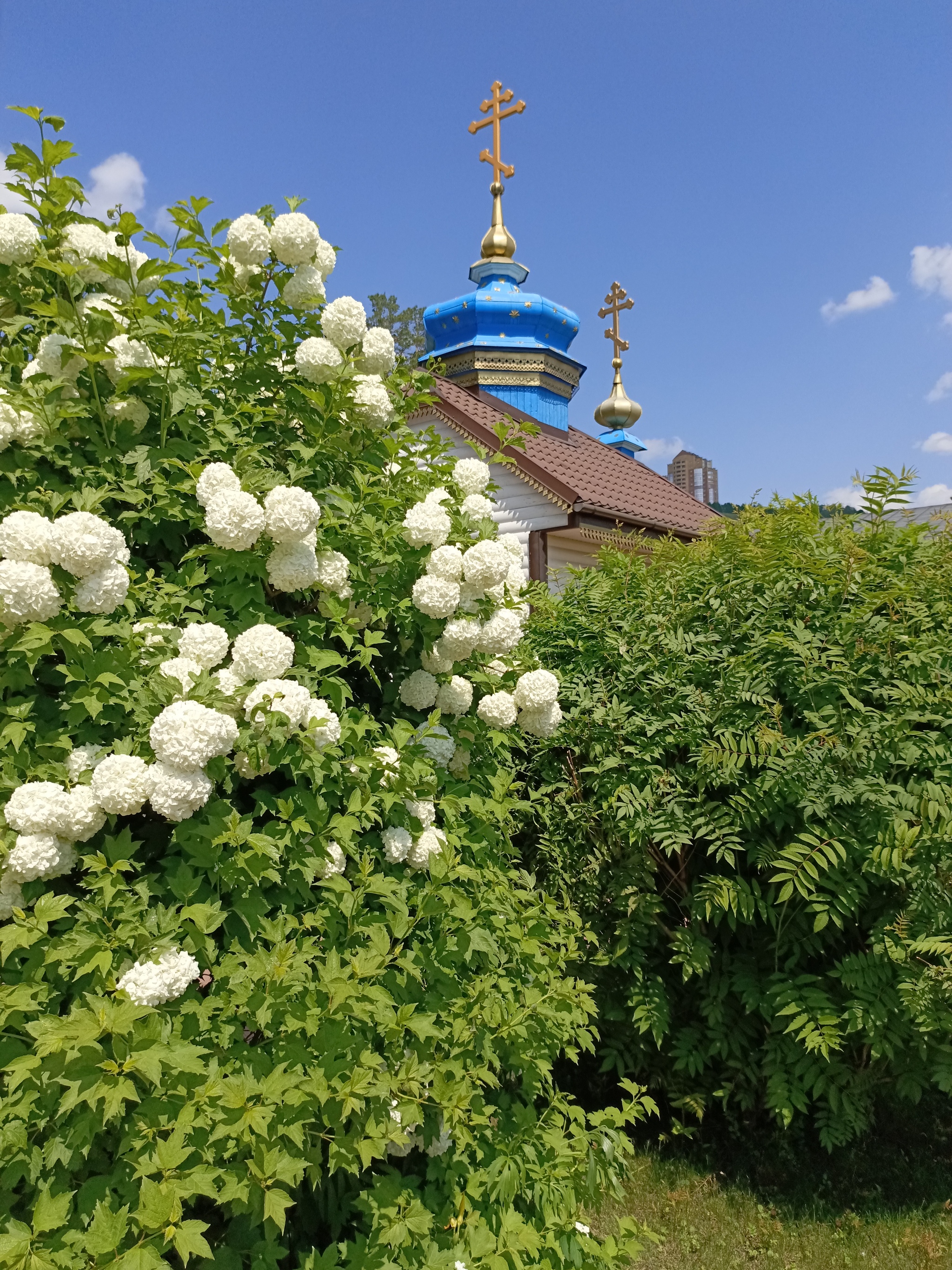 Выходные - Красноярск, Енисей, Отдых, Выходные, Лето, Завтрак, Мобильная фотография, Настроение, Растения, Утро, Длиннопост