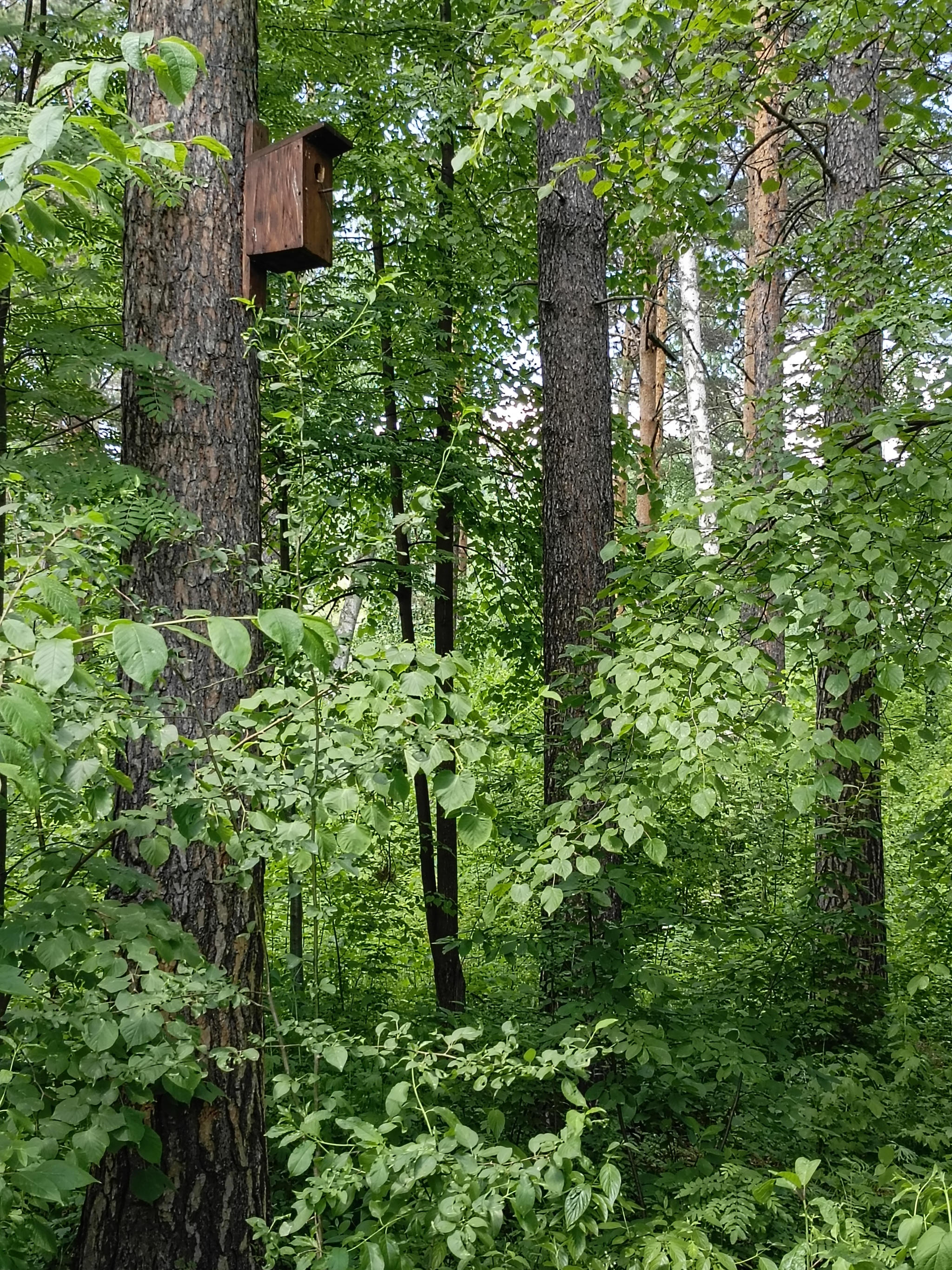 Выходные - Красноярск, Енисей, Отдых, Выходные, Лето, Завтрак, Мобильная фотография, Настроение, Растения, Утро, Длиннопост