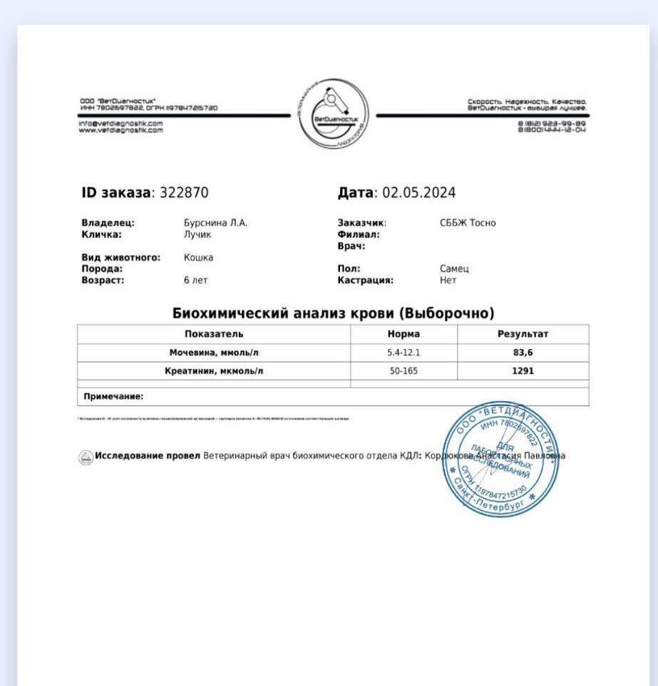 Information for those who have cats with kidney problems. Reducing creatinine from 1291 to 408 using Orthosiphon (Cat's Whisker). Analysis in the post - My, Helping animals, Animal Rescue, Veterinary, Jade, Dietary supplement, Longpost, cat