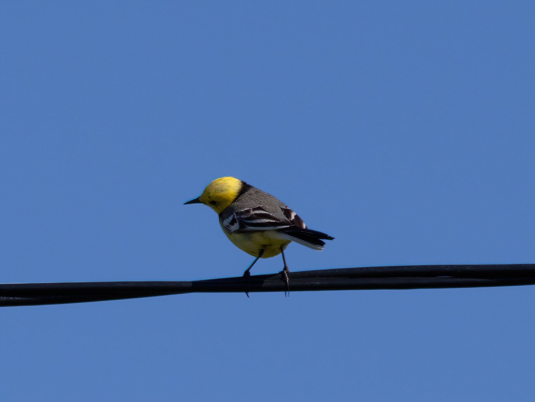 3 species of wagtails - My, Nature, The nature of Russia, Photo hunting, The photo, wildlife, Wagtail, Ornithology, Ornithology League, Birds, Bird watching, Longpost