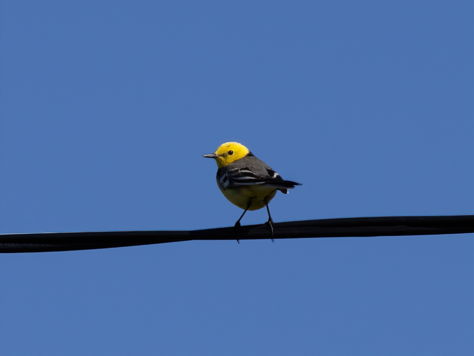 3 species of wagtails - My, Nature, The nature of Russia, Photo hunting, The photo, wildlife, Wagtail, Ornithology, Ornithology League, Birds, Bird watching, Longpost