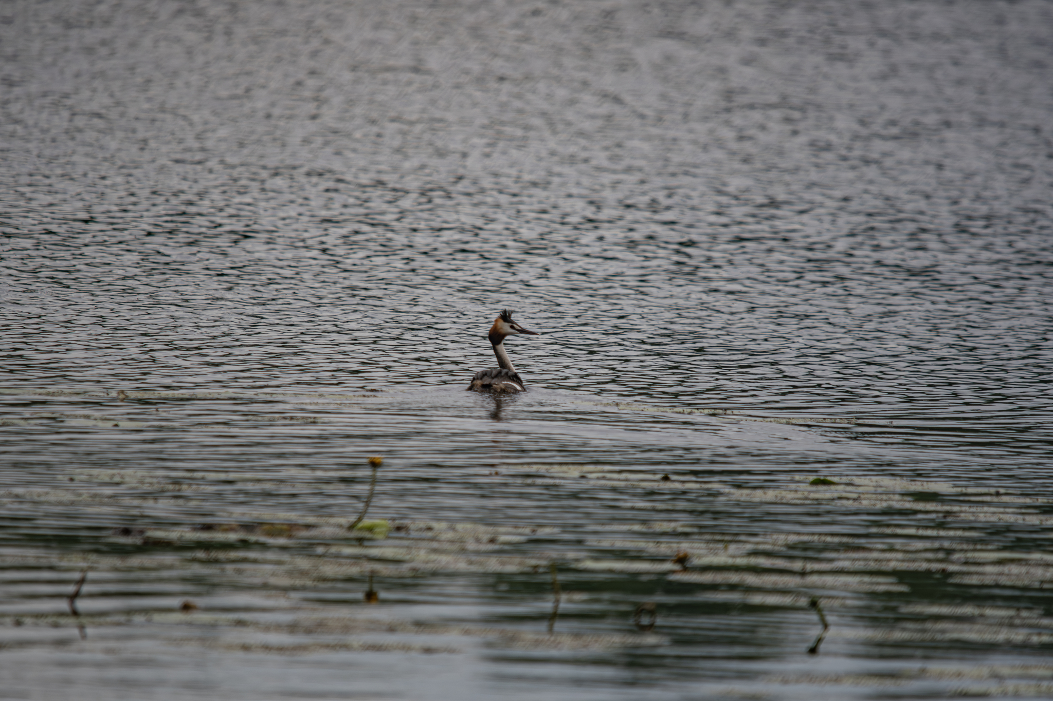 Great grebe - My, The photo, Nikon, The nature of Russia, Birds, Great grebe, Ornithology, Ornithology League, Photo hunting, Bird watching, In the animal world, Lake