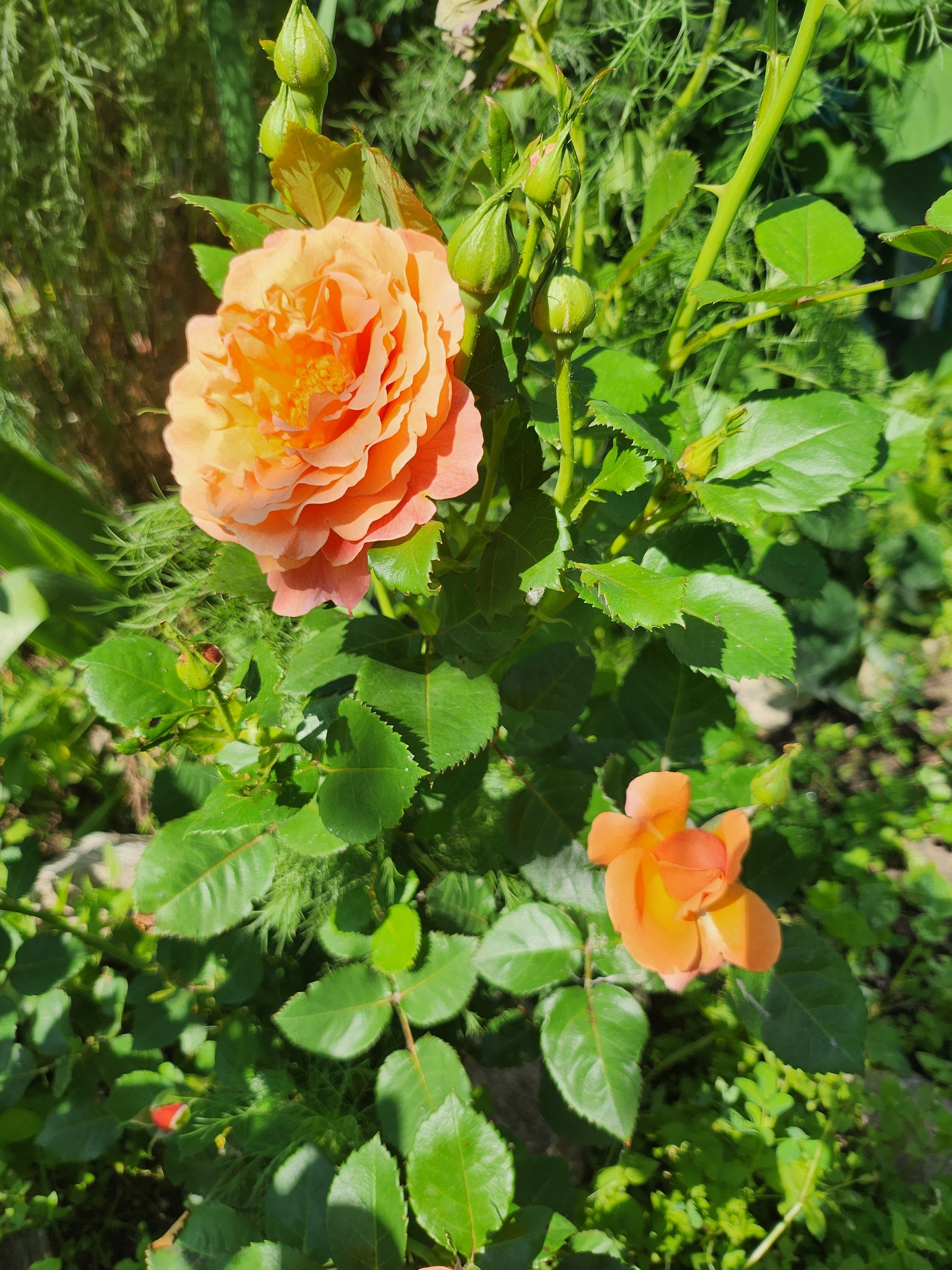 Pink summer has begun - My, Flowers, the Rose, Garden, Longpost