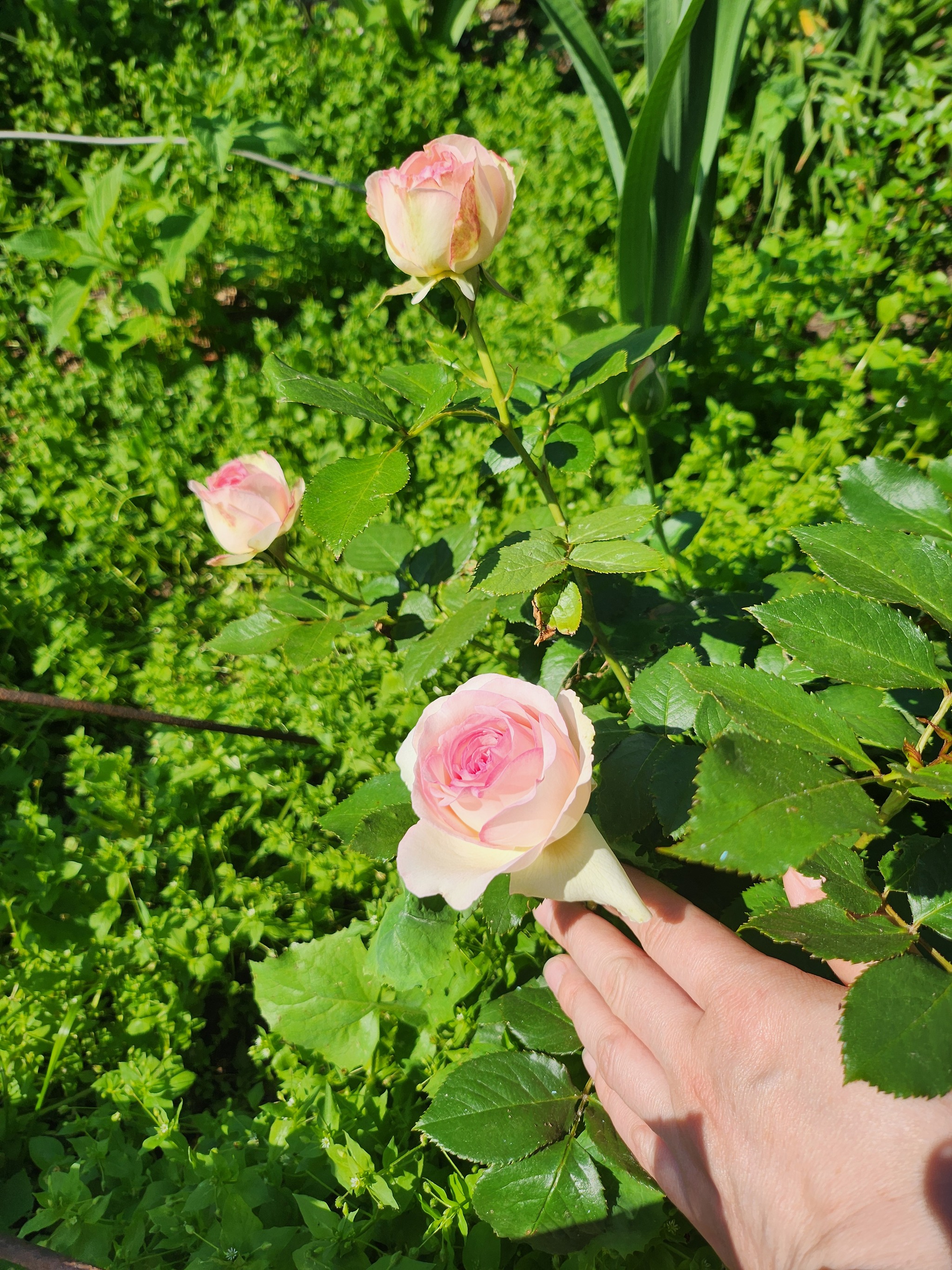 Pink summer has begun - My, Flowers, the Rose, Garden, Longpost