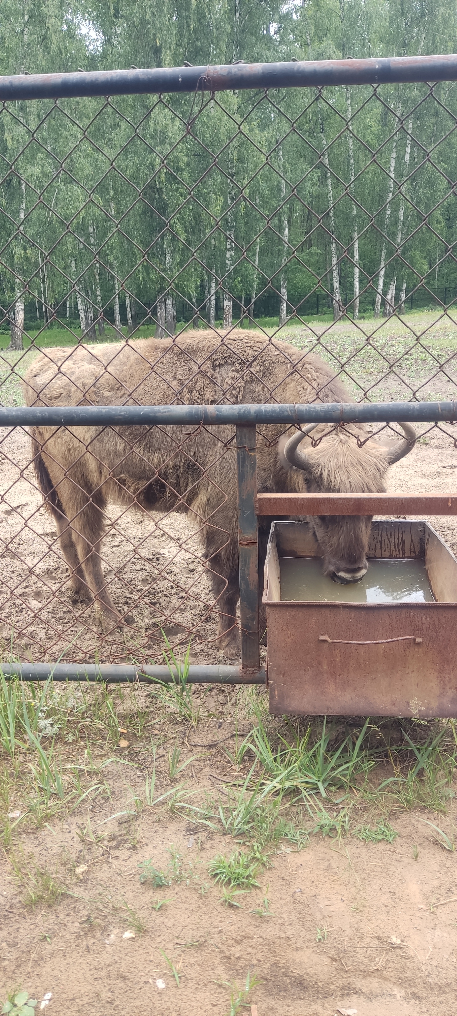 We don't need the Turkish coast - My, Ryazan Oblast, sights, Animals, Museum, Bison, Konstantin Tsiolkovsky, Gorodishche Staraya Ryazan, Longpost