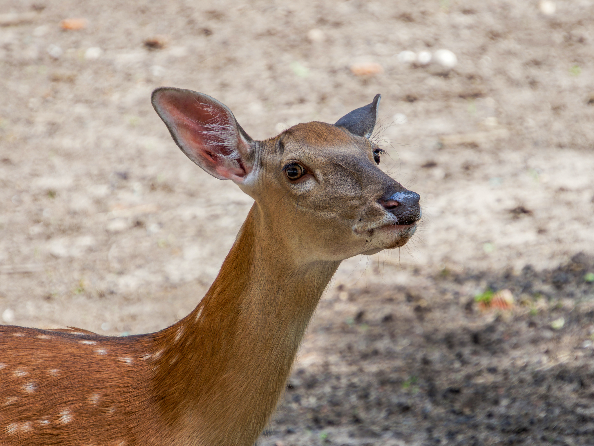 Psst, is there anything to chew? - My, Deer, Spotted deer, The photo, Photo hunting, Nature, Mammals, Animals