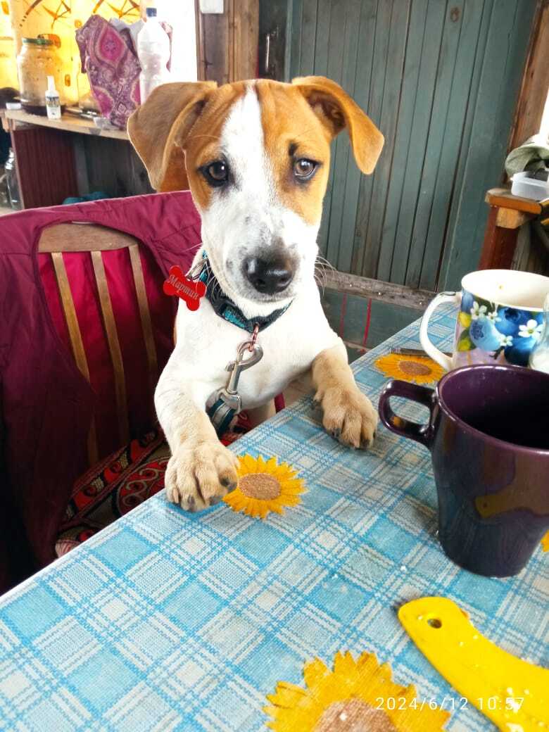 Boy without peaches :) Dacha - My, Dog, Jack Russell Terrier, Dacha