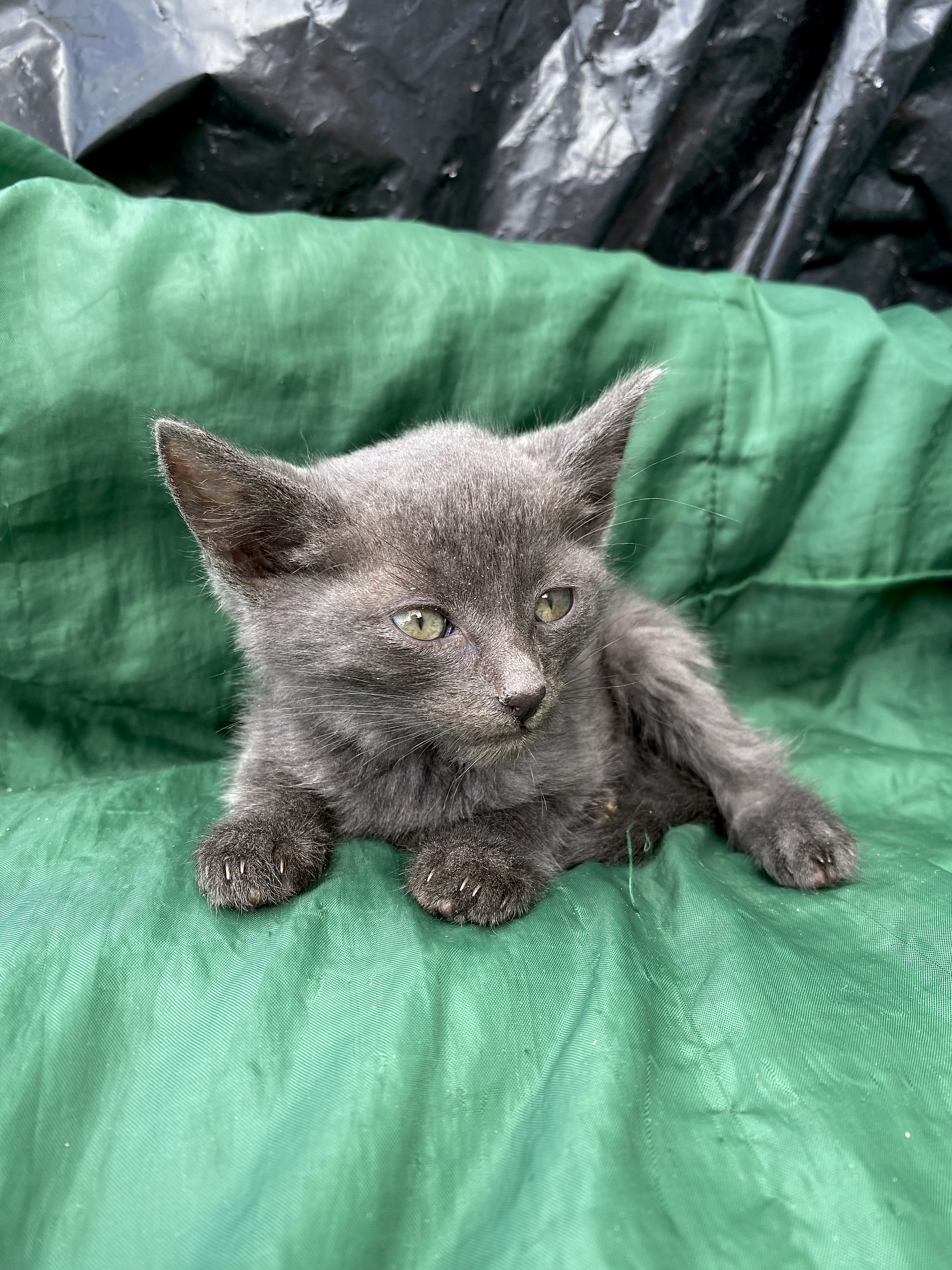 Moscow/Pavlovsky Posad kittens for adoption - Kittens, In good hands, Moscow, Ramenki, Longpost, cat