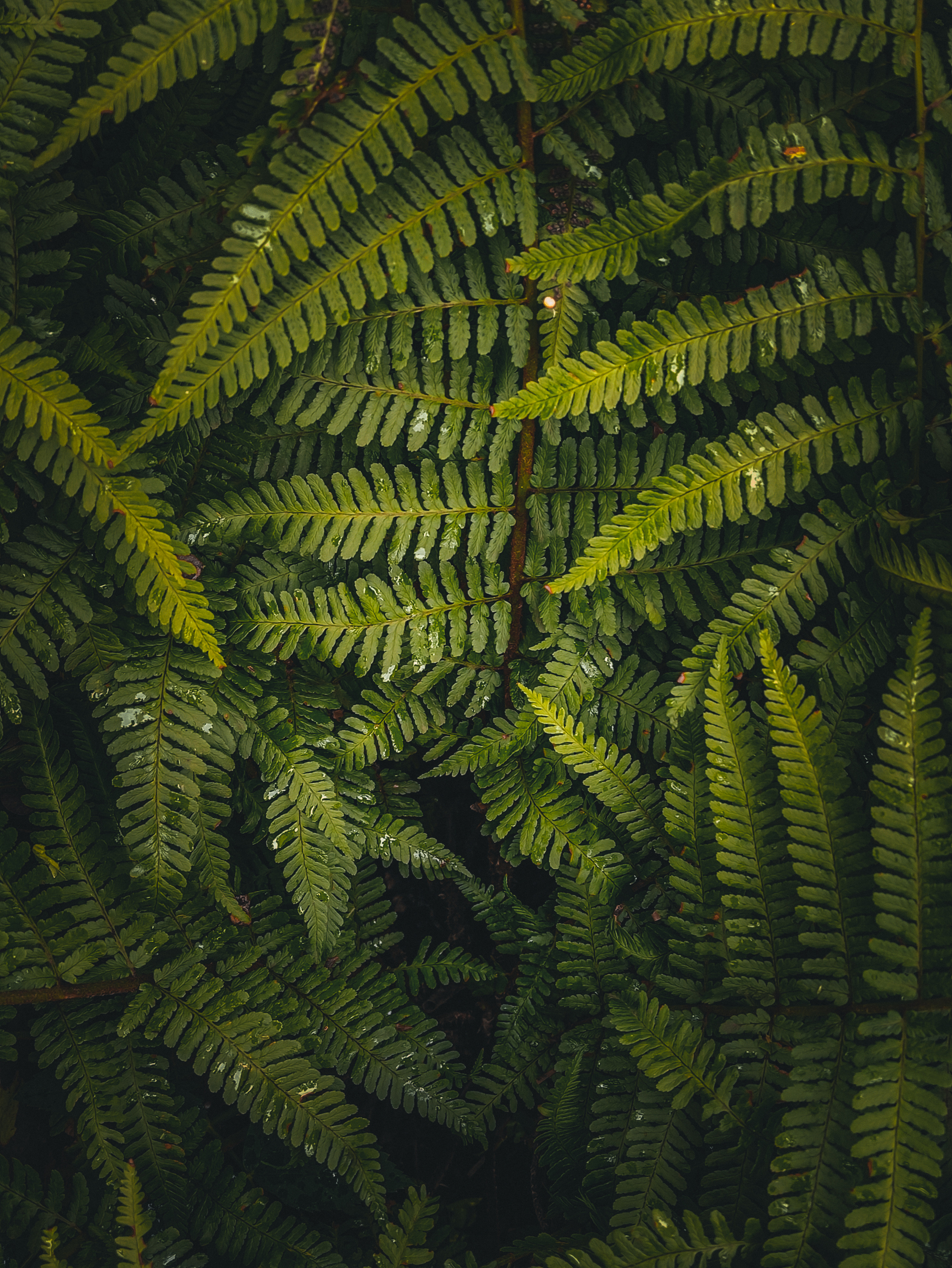 My favorite fern - My, Fern, The photo, Mobile photography, Green