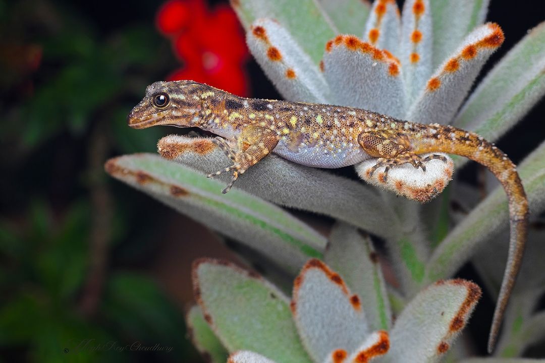 Western Ghats Mountain Dragon - Gecko, Reptiles, Endemic, Wild animals, wildlife, India, The photo