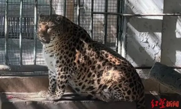 Fat leopard from Chinese zoo can't lose weight - Leopard, Zoo, China, Sichuan, Fullness, Fat cats, Wild animals, Predatory animals, Cat family, Big cats, Video, Youtube, Longpost