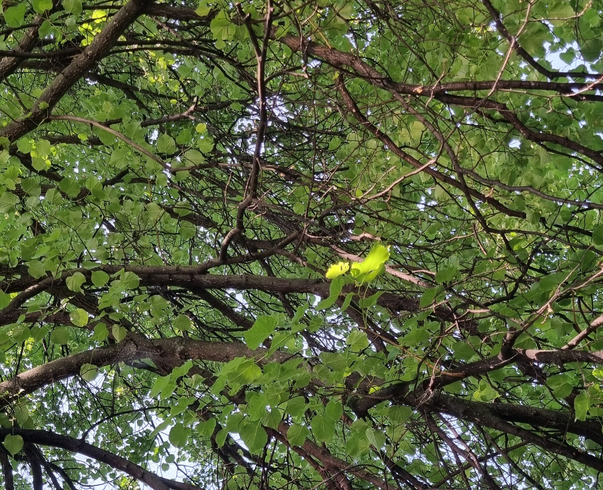 Golden ray of sunshine... - My, Summer, Linden