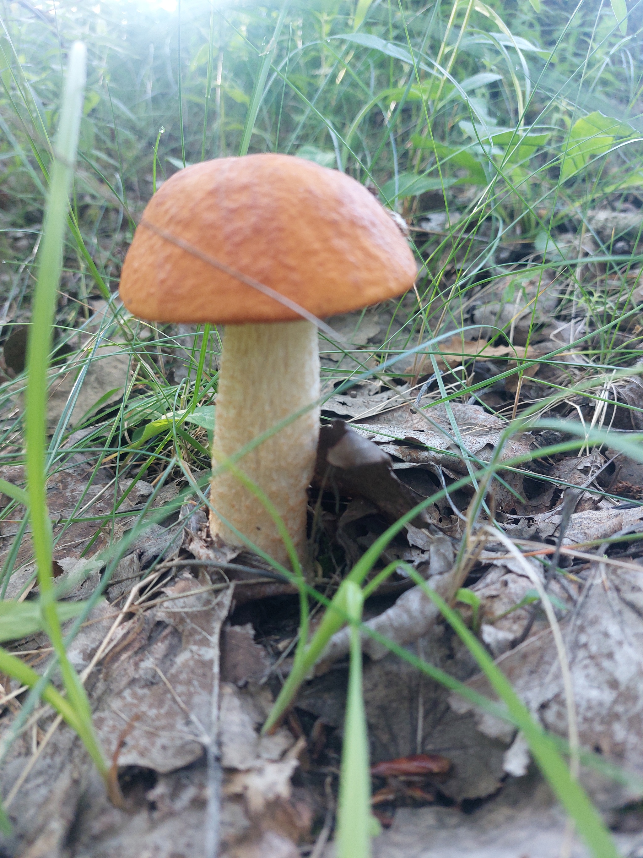 The first mushrooms - My, Survey, Borovik, Boletus, Longpost