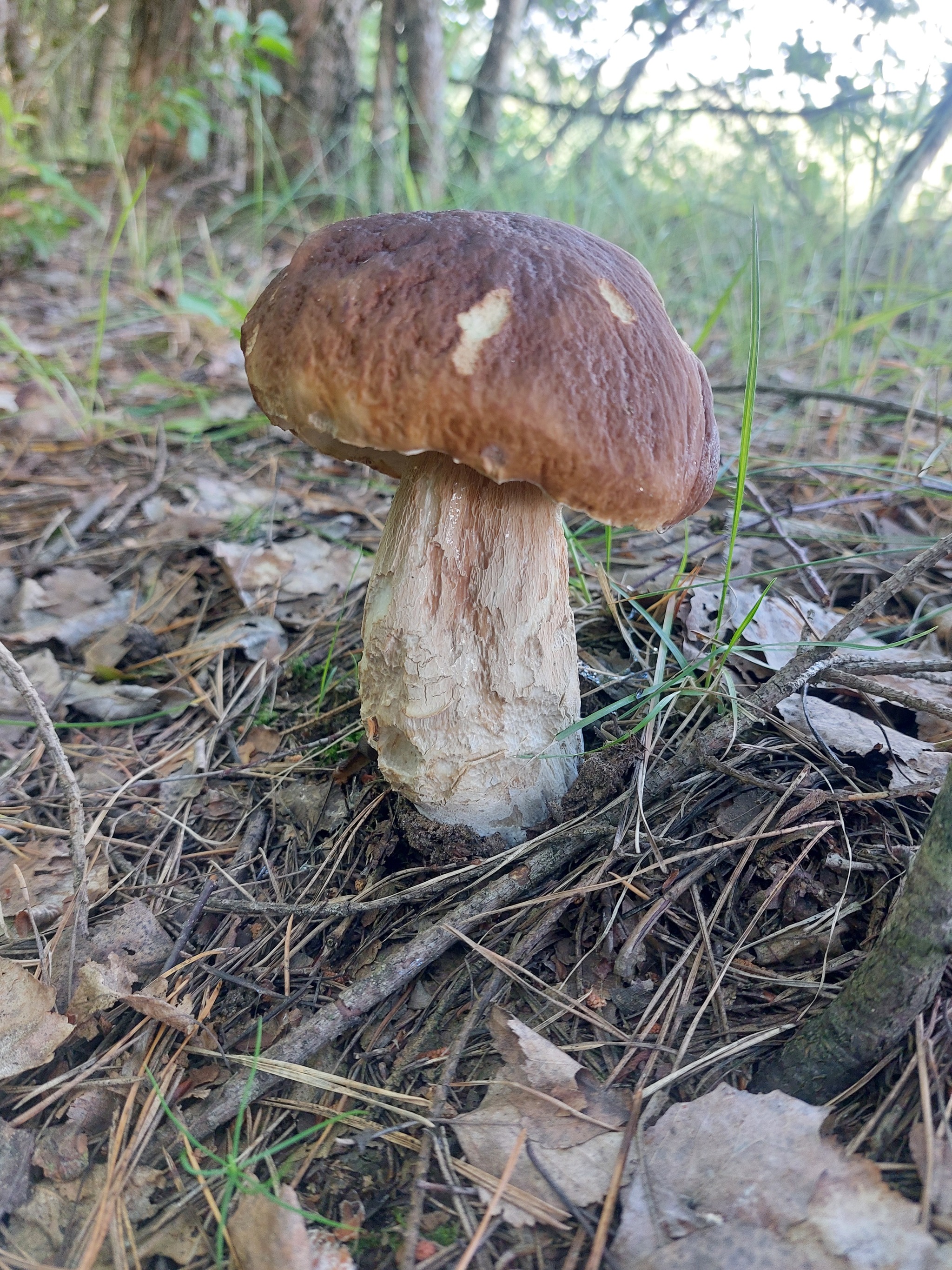 The first mushrooms - My, Survey, Borovik, Boletus, Longpost