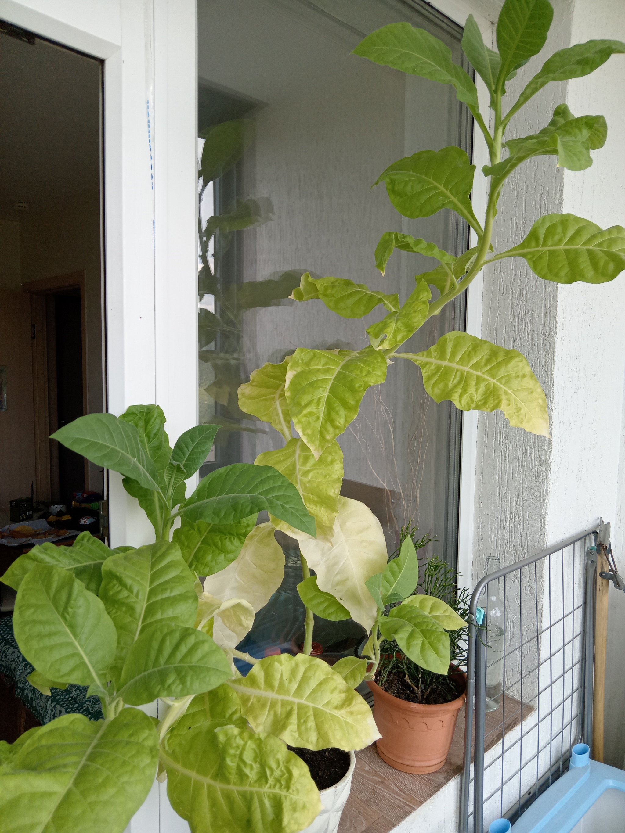 Tobacco on the windowsill - My, Tobacco, Houseplants, Plant diseases, Vegetable garden on the windowsill, Need advice