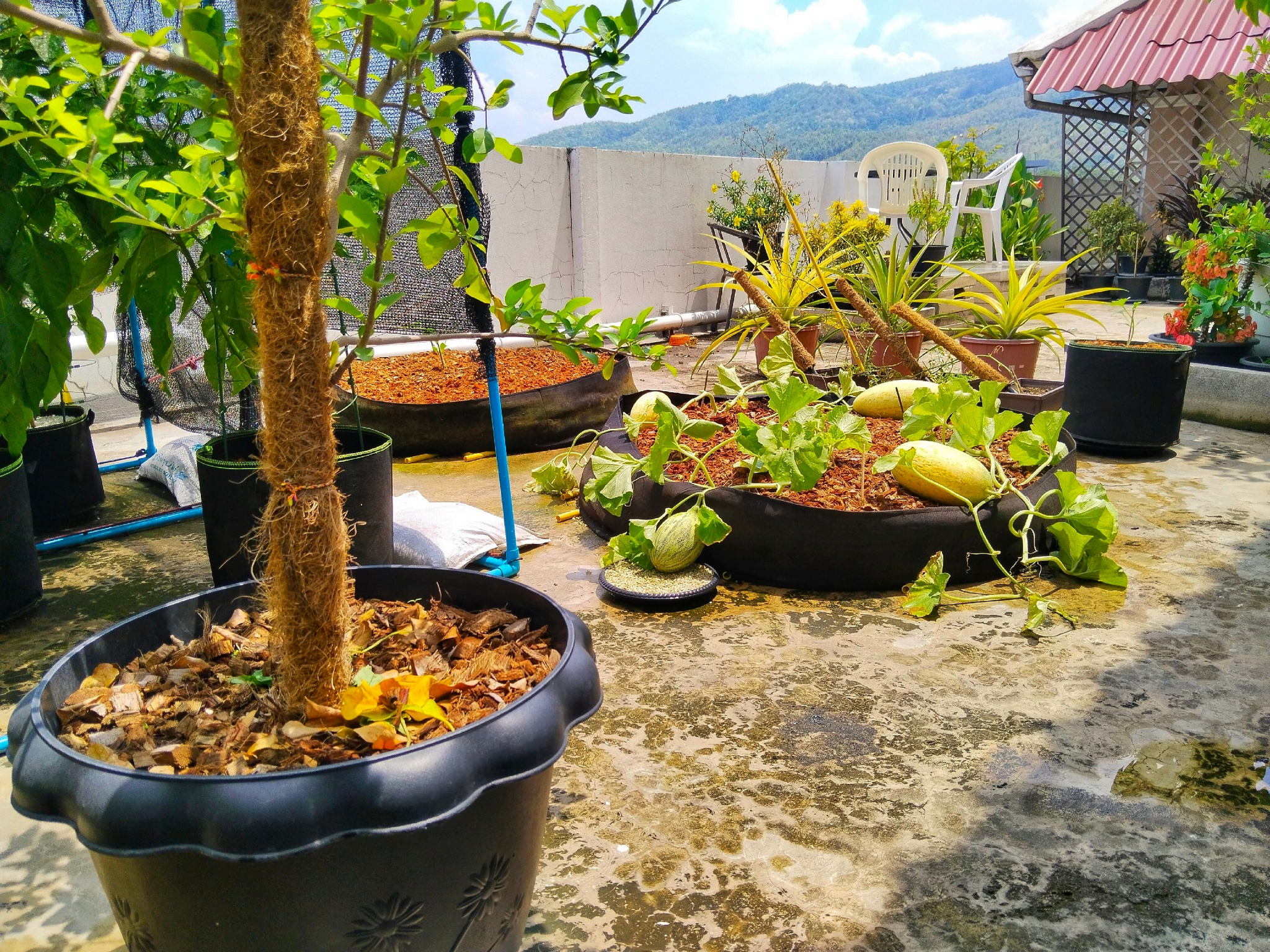 Roof garden - My, Gardening, Thailand, Pick-up headphones abroad, Living abroad