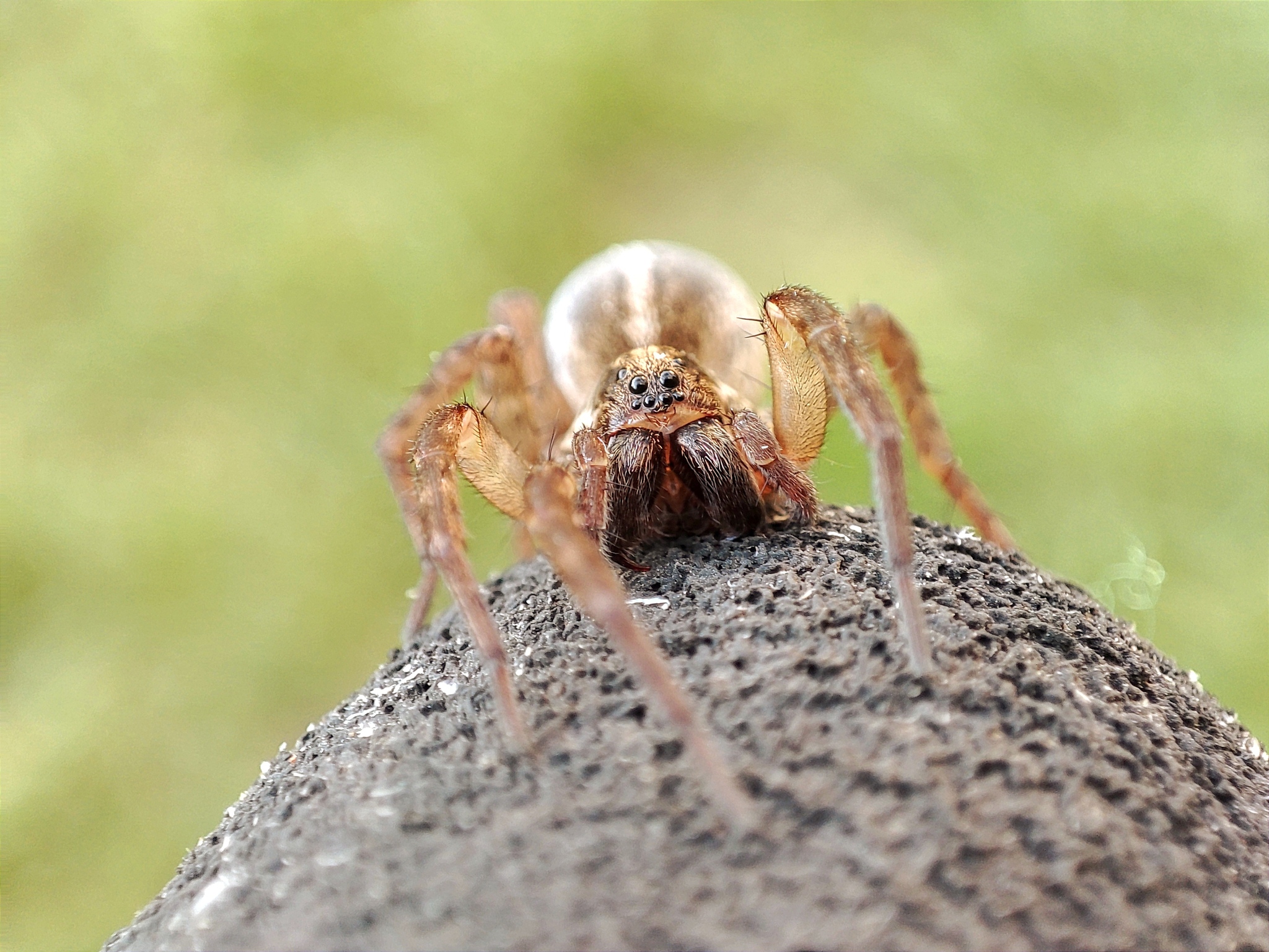 Wolf spider - My, Spider, Mobile photography, Insects