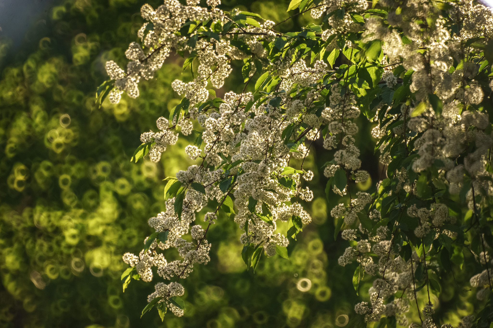 Very long-focus photos again - My, The photo, Town, Evening, Saint Petersburg, 500mm, Zm-5sa, Longpost