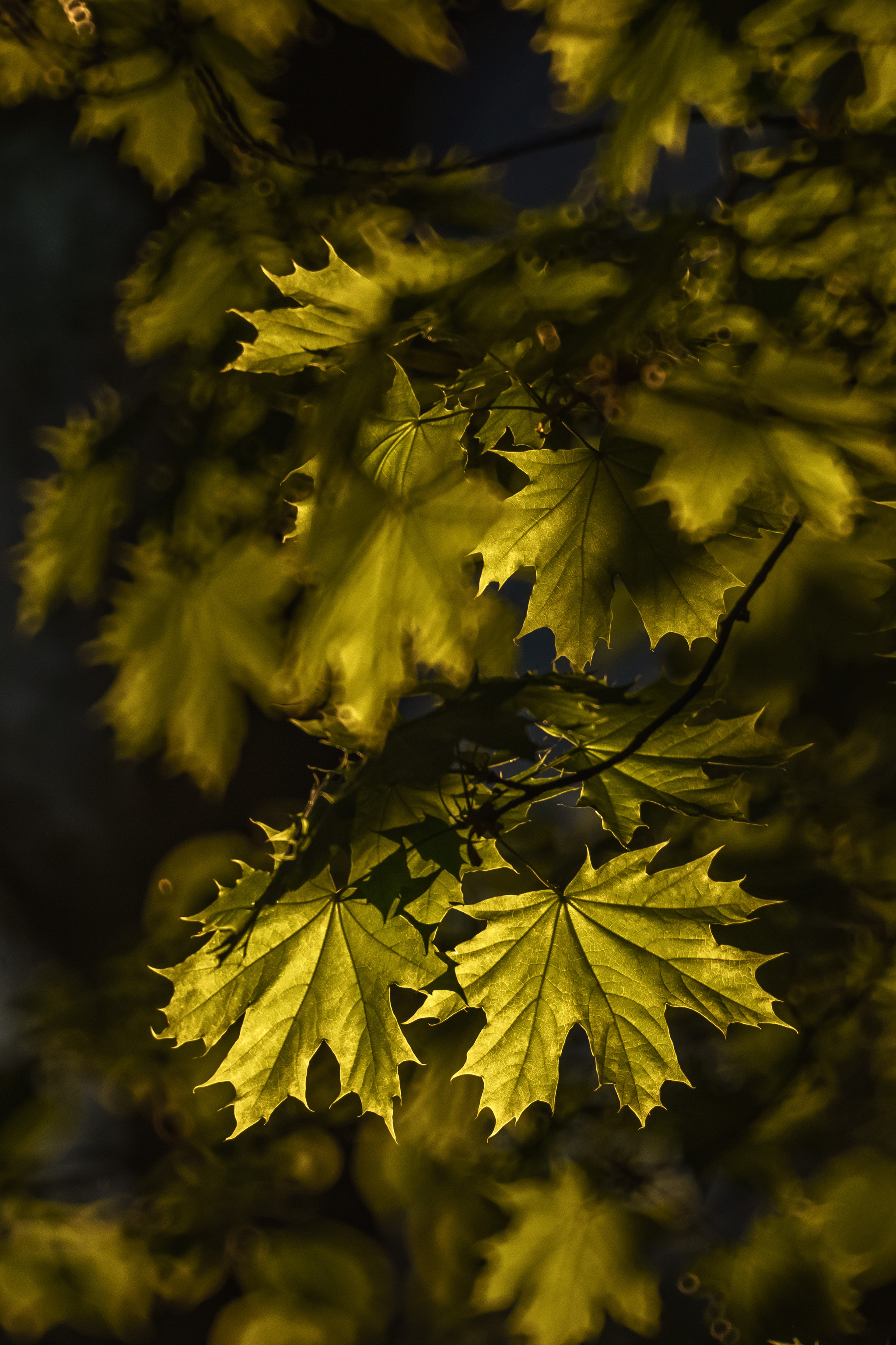 Very long-focus photos again - My, The photo, Town, Evening, Saint Petersburg, 500mm, Zm-5sa, Longpost