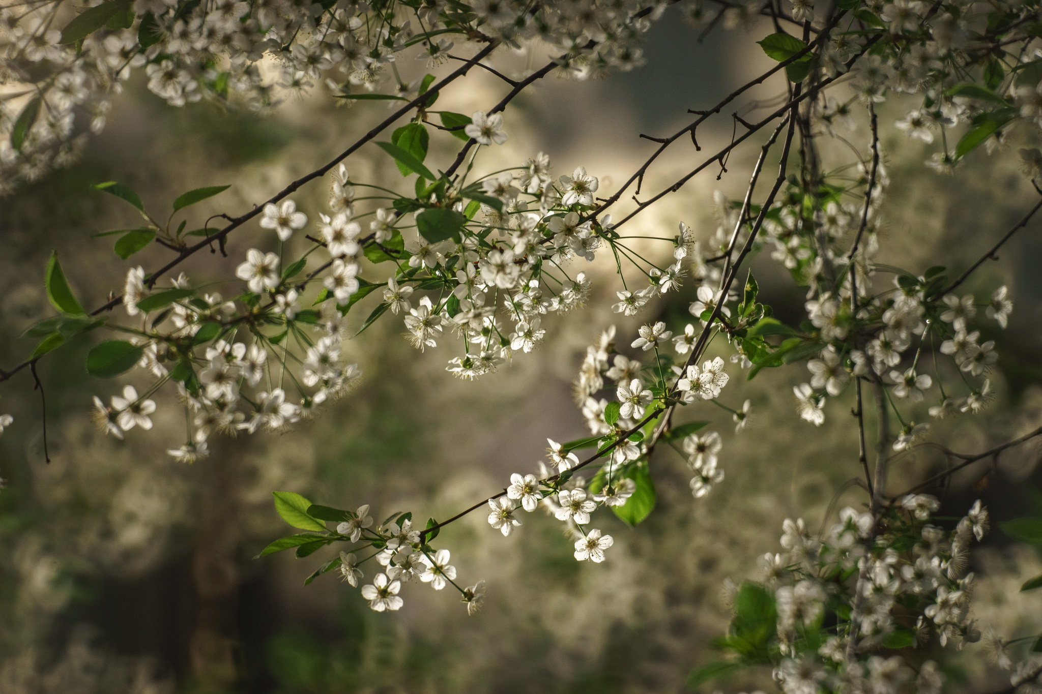 Very long-focus photos again - My, The photo, Town, Evening, Saint Petersburg, 500mm, Zm-5sa, Longpost