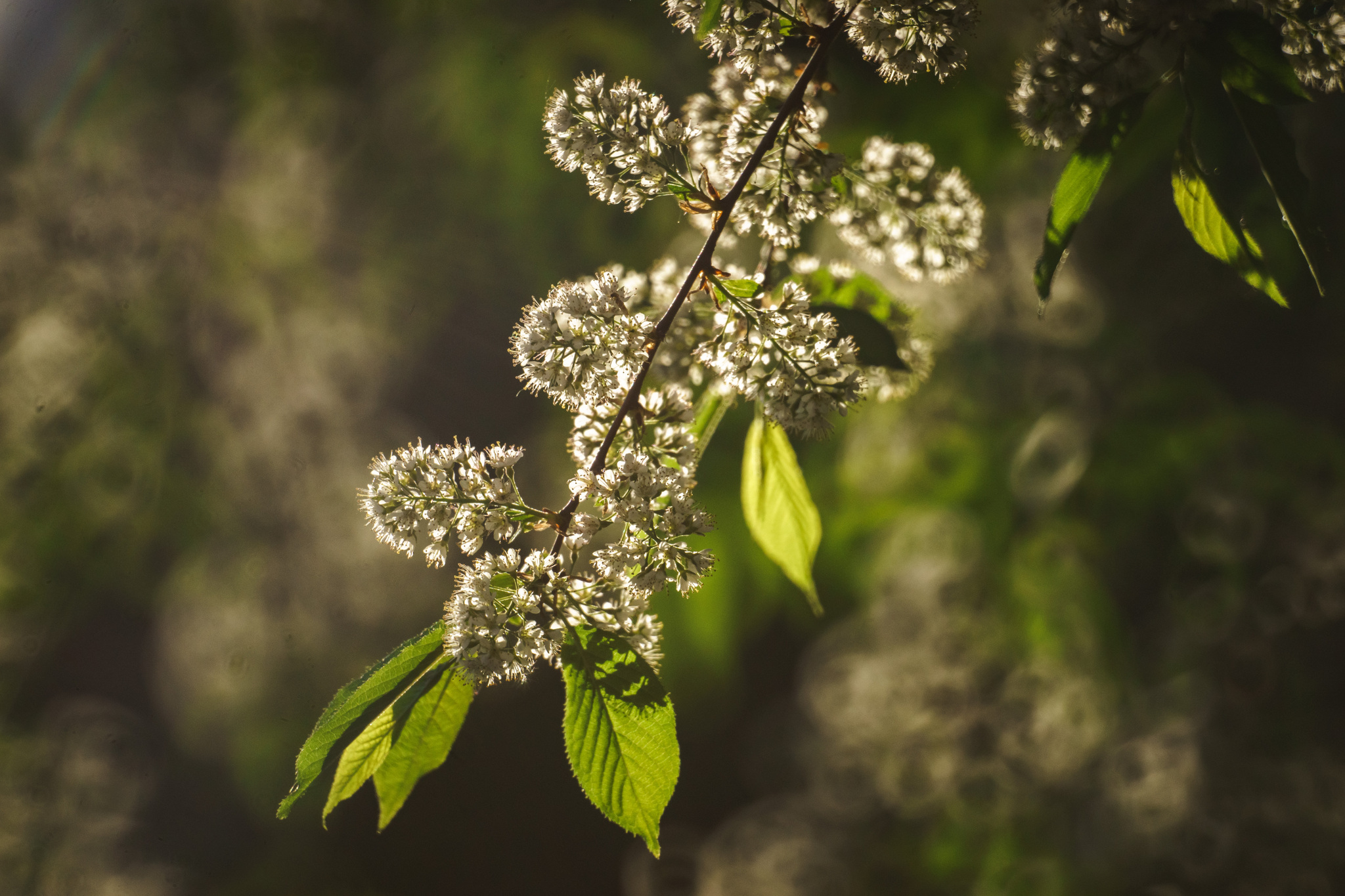 Very long-focus photos again - My, The photo, Town, Evening, Saint Petersburg, 500mm, Zm-5sa, Longpost