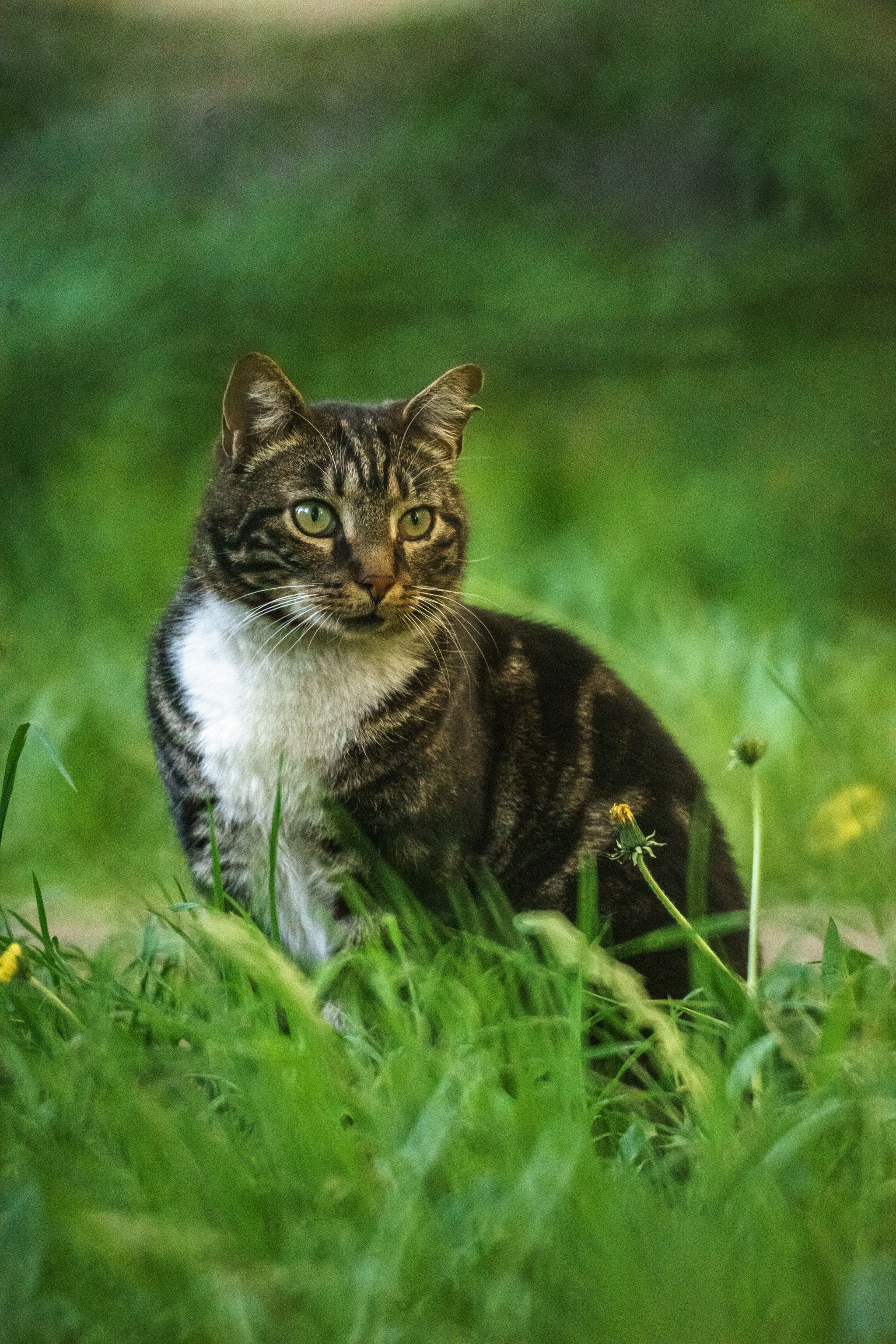 Very long-focus photos again - My, The photo, Town, Evening, Saint Petersburg, 500mm, Zm-5sa, Longpost