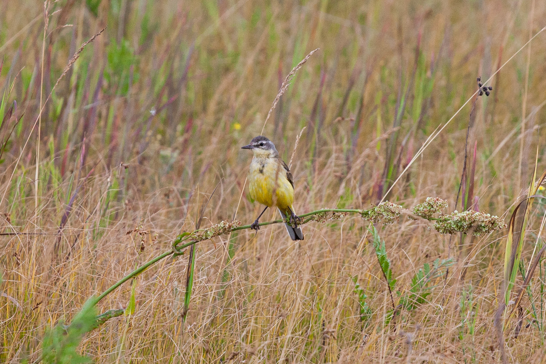 3 species of wagtails - My, Nature, The nature of Russia, Photo hunting, The photo, wildlife, Wagtail, Ornithology, Ornithology League, Birds, Bird watching, Longpost