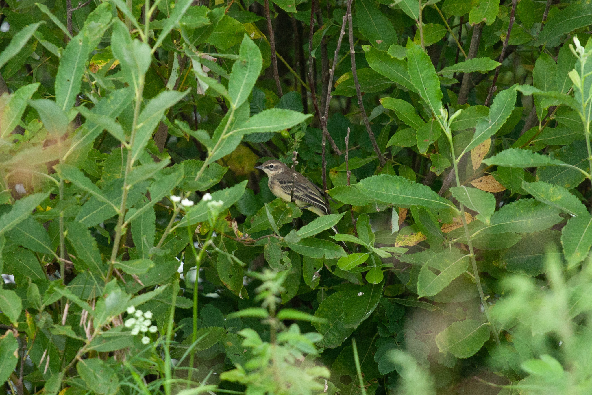 3 species of wagtails - My, Nature, The nature of Russia, Photo hunting, The photo, wildlife, Wagtail, Ornithology, Ornithology League, Birds, Bird watching, Longpost