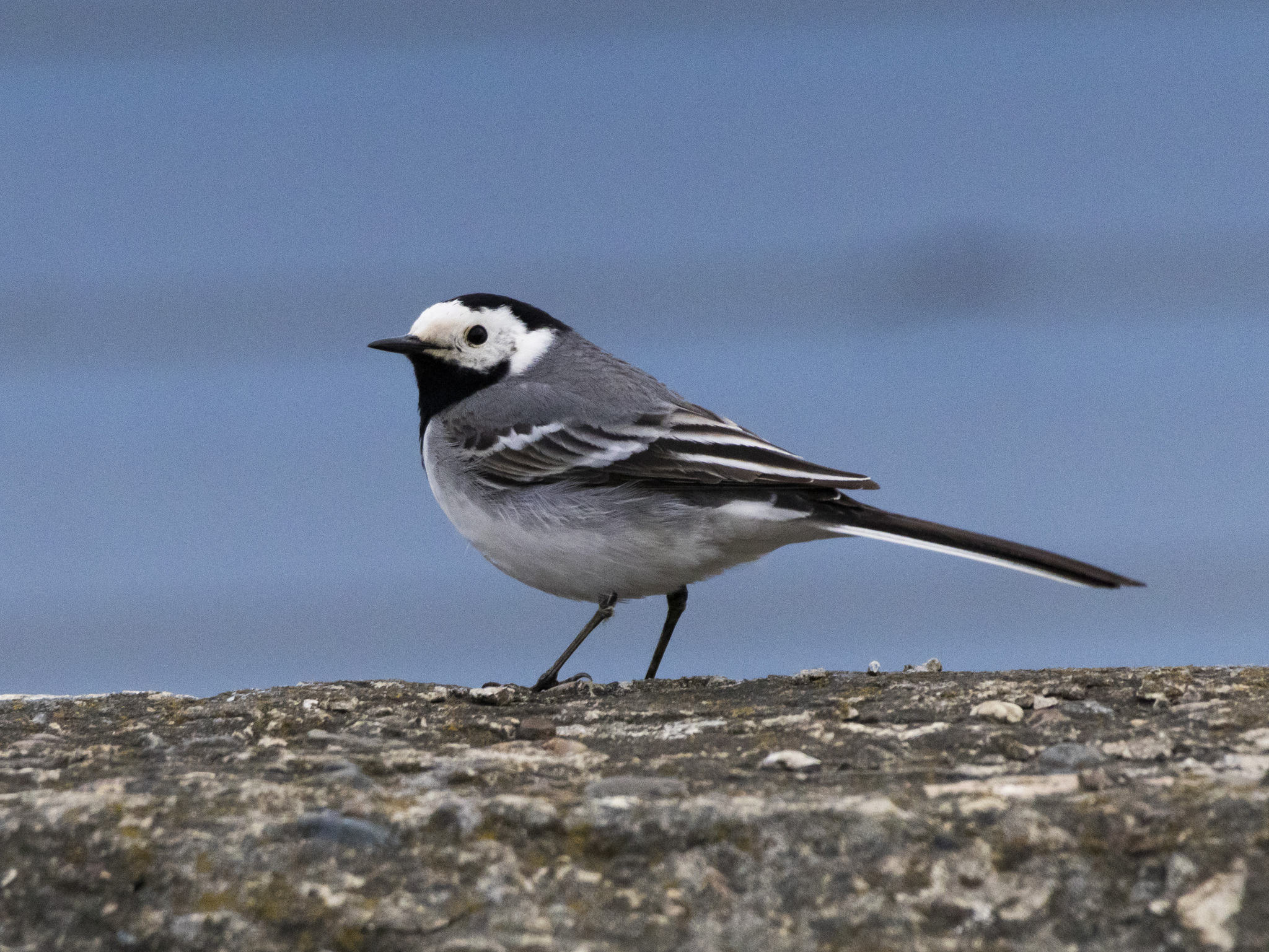 3 species of wagtails - My, Nature, The nature of Russia, Photo hunting, The photo, wildlife, Wagtail, Ornithology, Ornithology League, Birds, Bird watching, Longpost