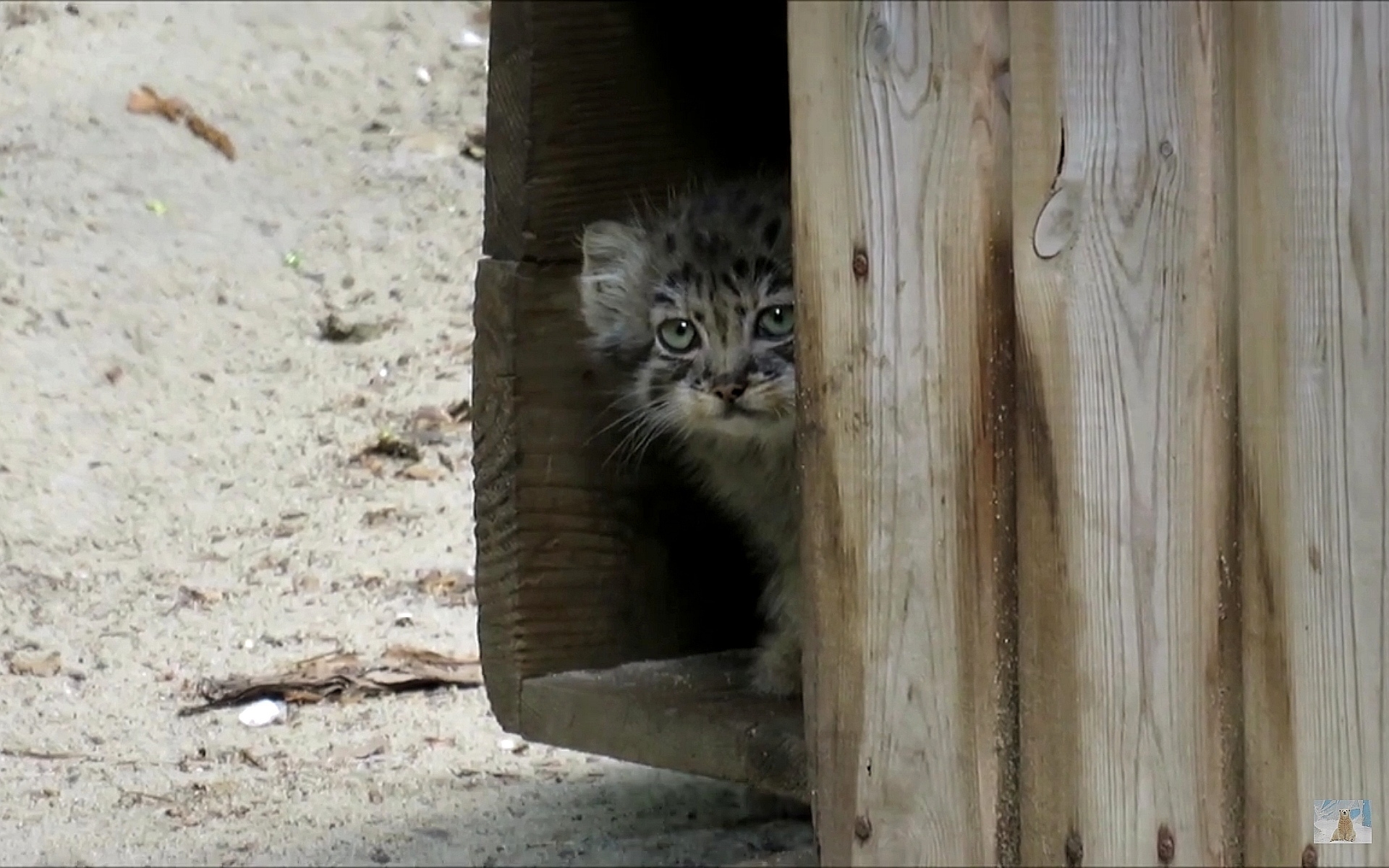 Loloshata kids - Wild animals, Predatory animals, Cat family, Small cats, Pallas' cat, Young, Zoo, Novosibirsk Zoo, The photo, Video, Youtube, Longpost