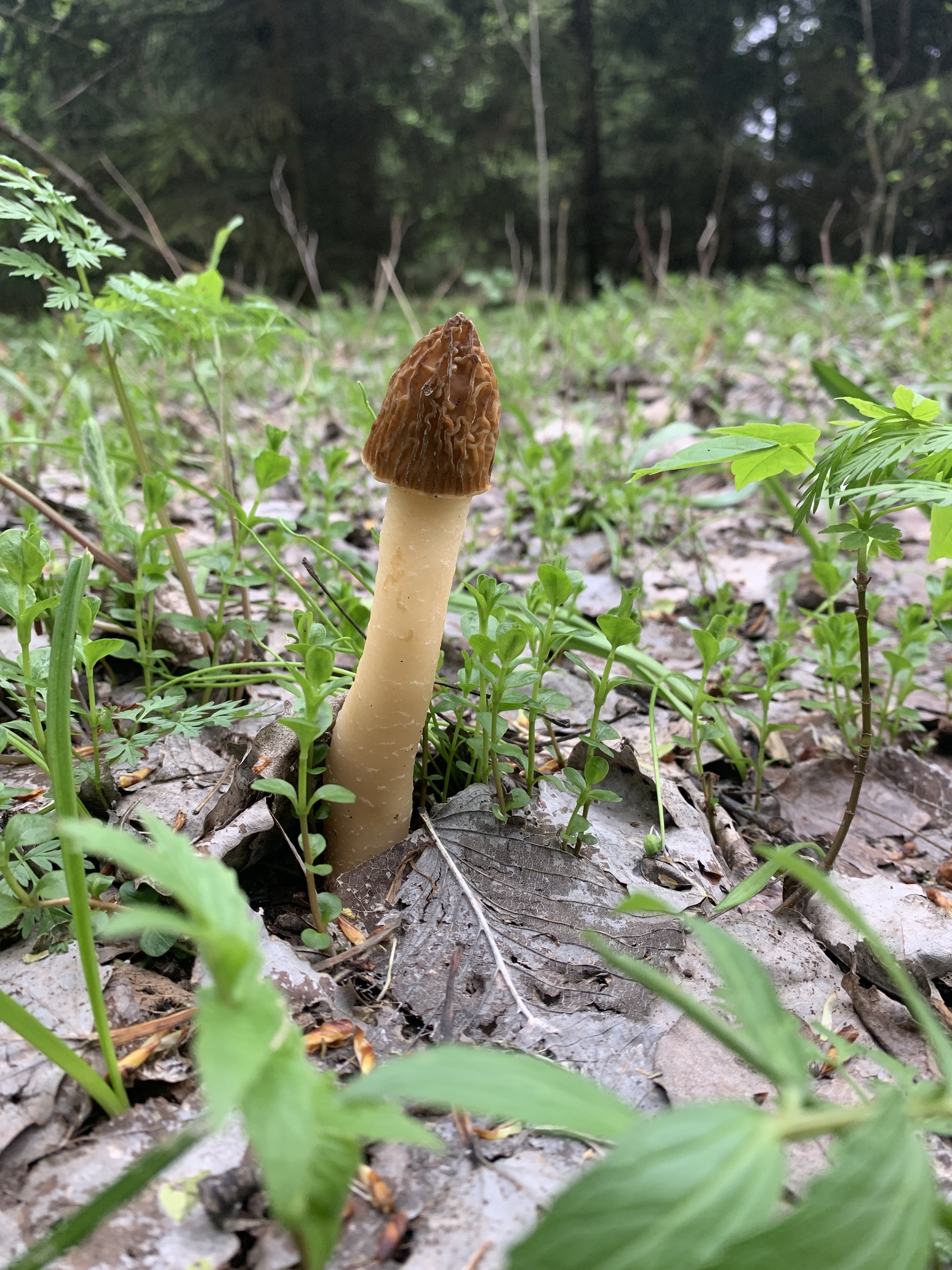 Morels - My, Mushrooms, Forest, Delicacy, Longpost