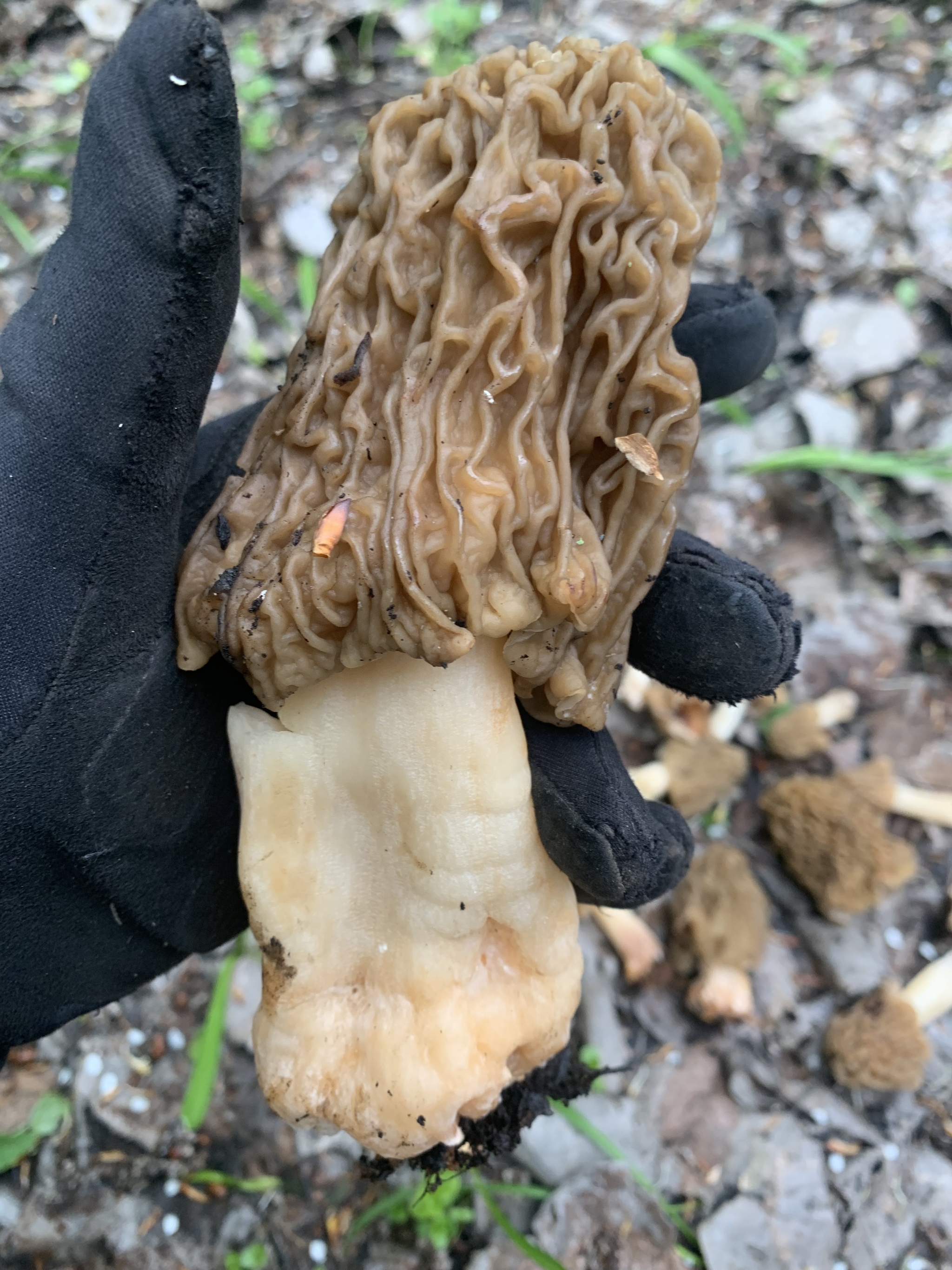 Morels - My, Mushrooms, Forest, Delicacy, Longpost