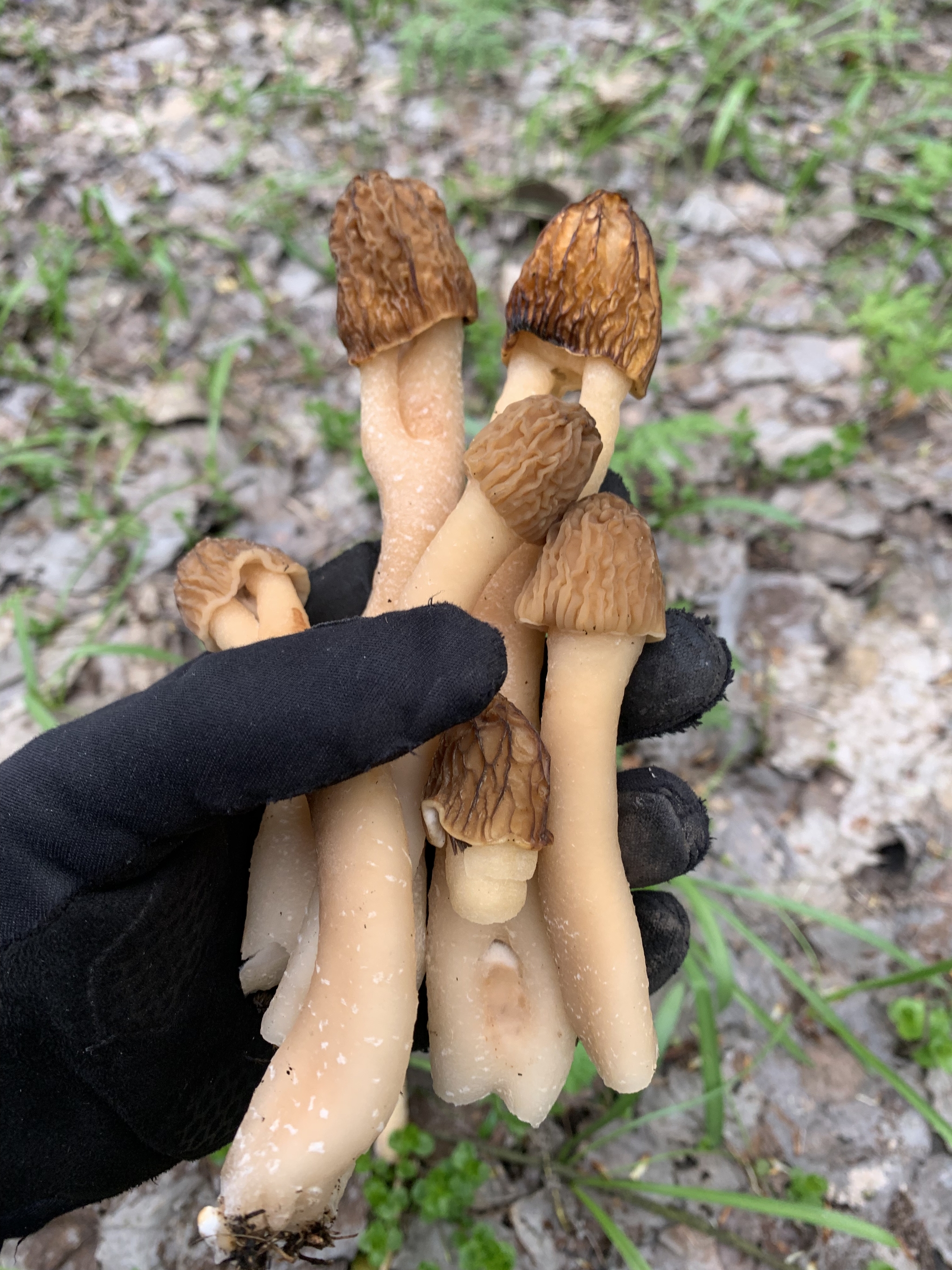 Morels - My, Mushrooms, Forest, Delicacy, Longpost