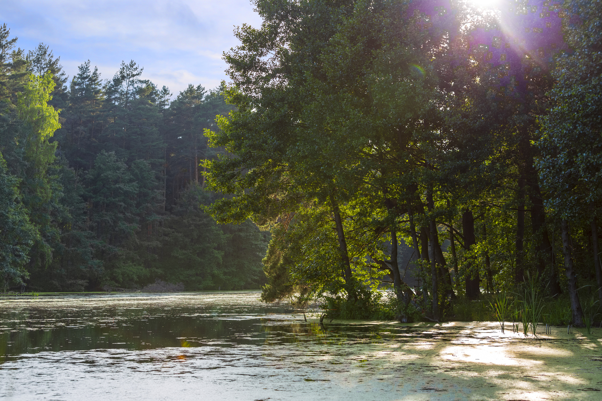 Summer sunsets - Moscow region, Yegoryevsky District, Landscape, Nature, Pond, Lake, Longpost