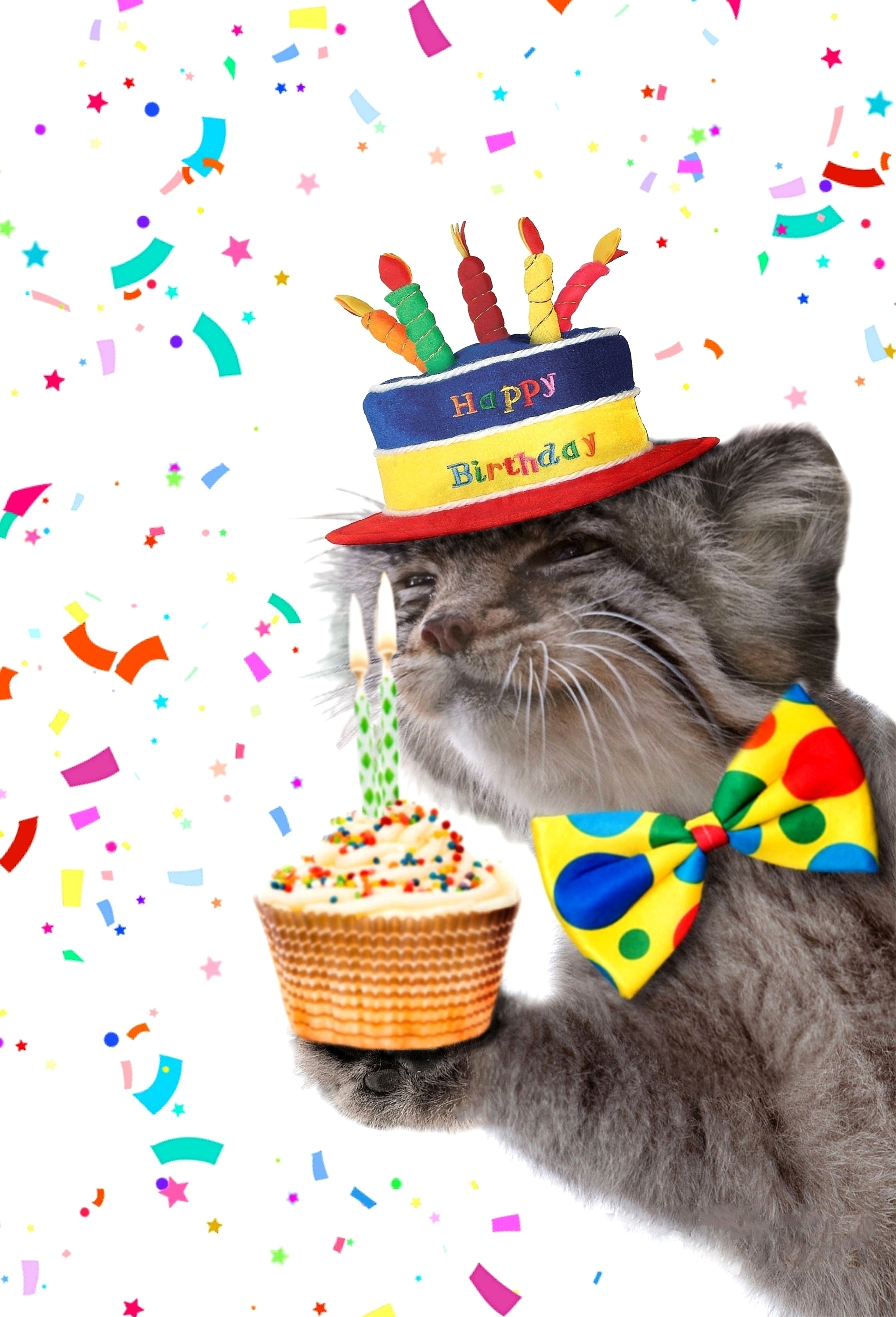 Hooray! Two whole years! - Congratulation, Holidays, Pallas' cat, Small cats, Predatory animals, Cat family, Wish, Wild animals, Images, Photoshop
