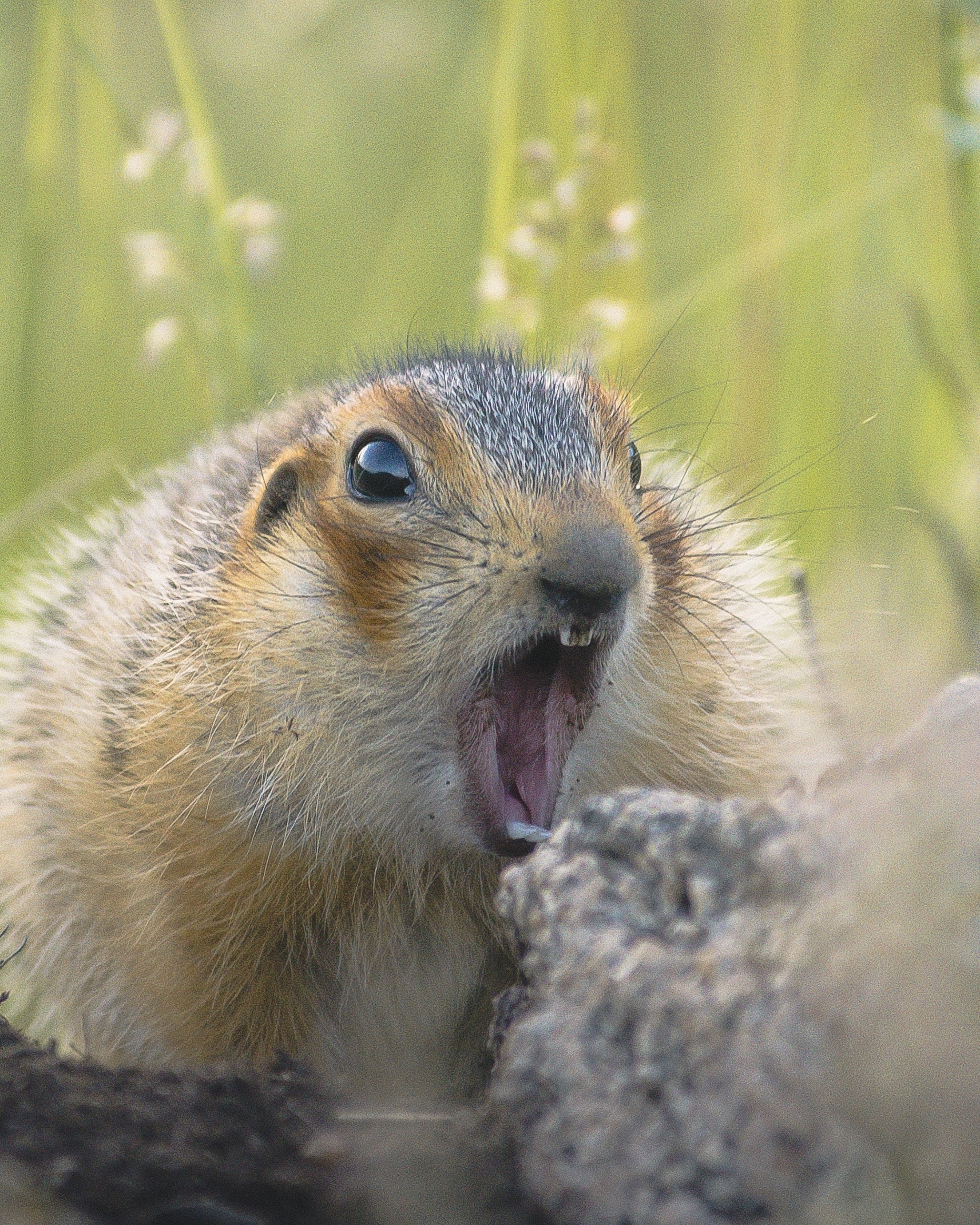 The gopher yawns, if anything - My, Argazi, Chelyabinsk region, Animals, Gopher, Nikon, The nature of Russia