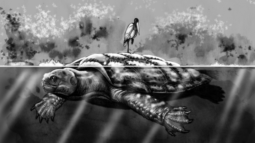 Turtle - Paleontology, Prehistoric animals, Turtle, Longpost