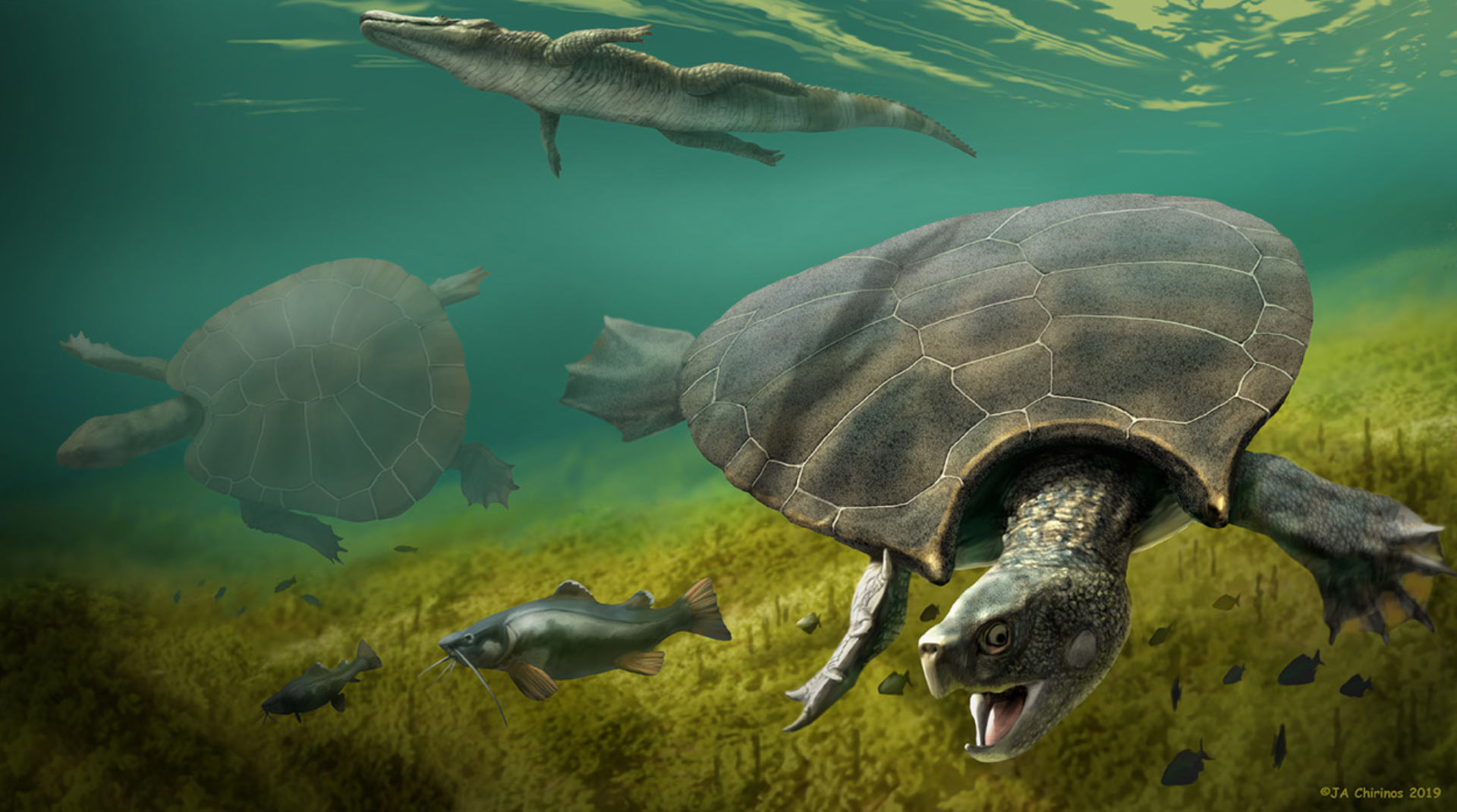 Turtle - Paleontology, Prehistoric animals, Turtle, Longpost