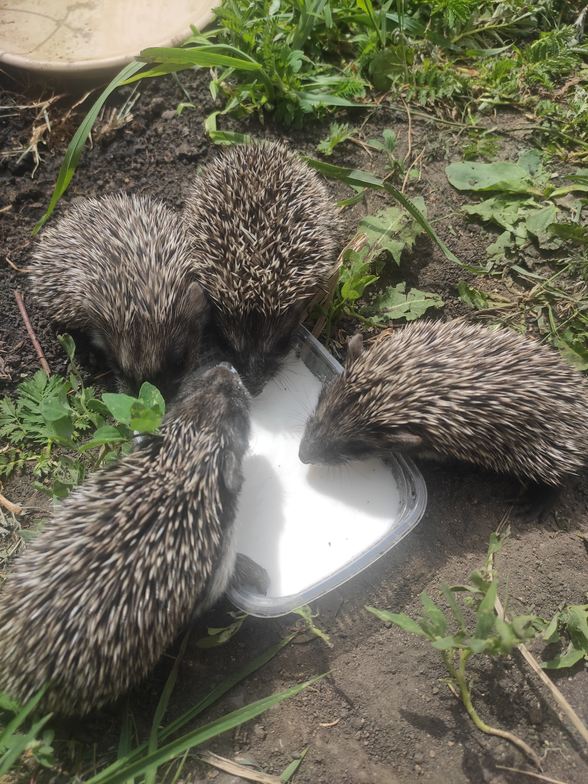 Hedgehogs without a mother - My, Question, Ask Peekaboo, Hedgehog, Veterinary, Wild animals, Video, Vertical video, Longpost