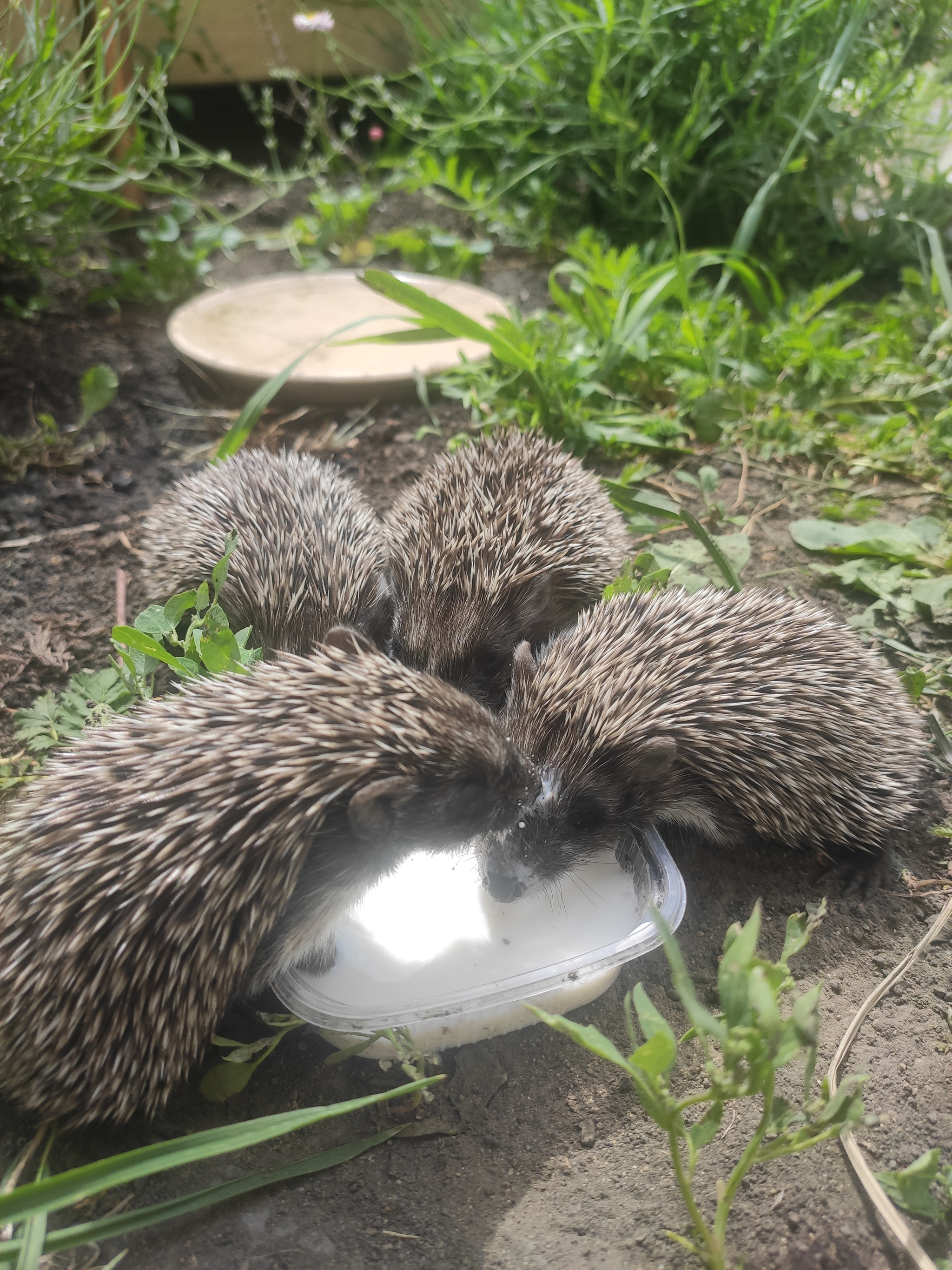 Hedgehogs without a mother - My, Question, Ask Peekaboo, Hedgehog, Veterinary, Wild animals, Video, Vertical video, Longpost