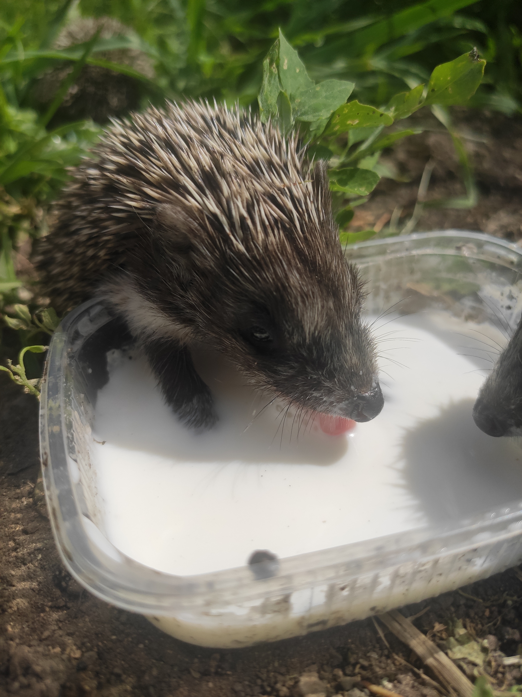 Hedgehogs without a mother - My, Question, Ask Peekaboo, Hedgehog, Veterinary, Wild animals, Video, Vertical video, Longpost