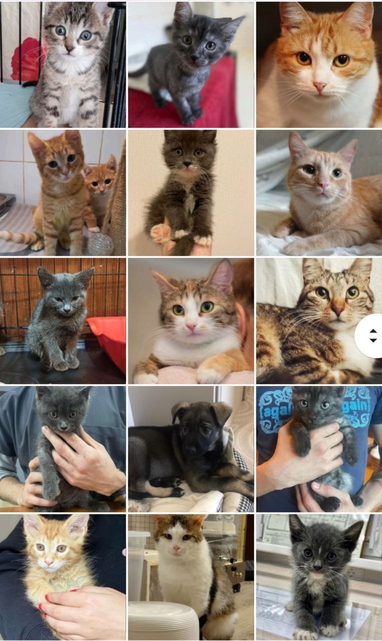 93 tails of the house - June (2023) - My, Kittens, Cats and dogs together, cat, No rating, Animals, Shelter, Animal shelter, Longpost, Found a home