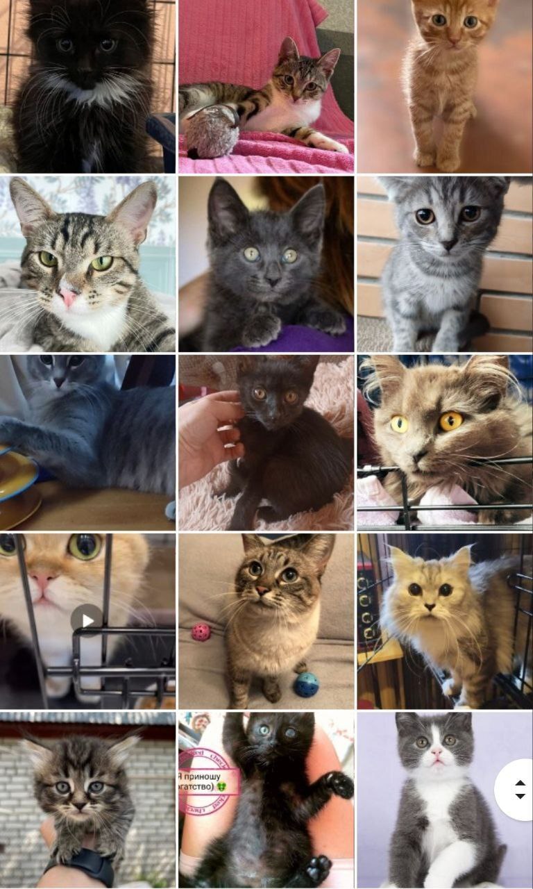 93 tails of the house - June (2023) - My, Kittens, Cats and dogs together, cat, No rating, Animals, Shelter, Animal shelter, Longpost, Found a home