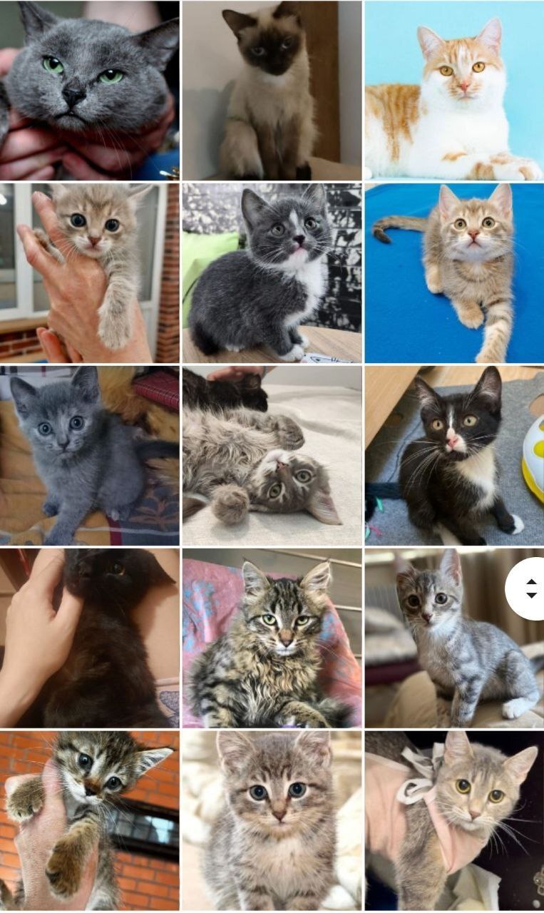 93 tails of the house - June (2023) - My, Kittens, Cats and dogs together, cat, No rating, Animals, Shelter, Animal shelter, Longpost, Found a home