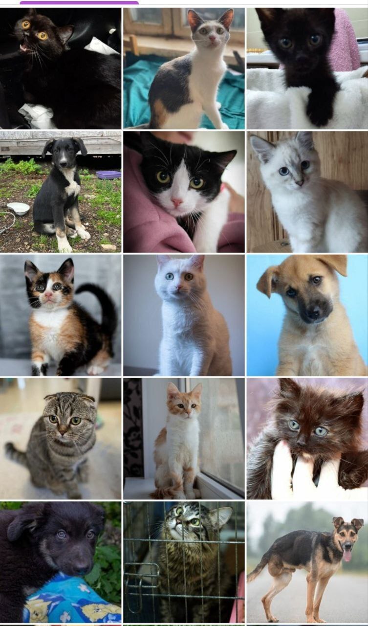 128 tails at home - July (2023) - My, Kittens, cat, No rating, Shelter, Animal shelter, Animals, Pets, Cat family, Small cats, Big cats, Cat lovers, Longpost