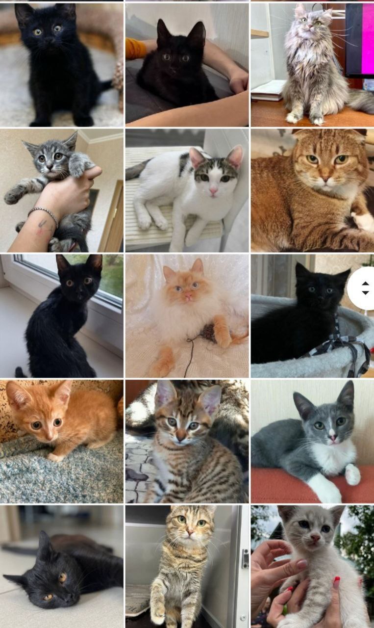 128 tails at home - July (2023) - My, Kittens, cat, No rating, Shelter, Animal shelter, Animals, Pets, Cat family, Small cats, Big cats, Cat lovers, Longpost