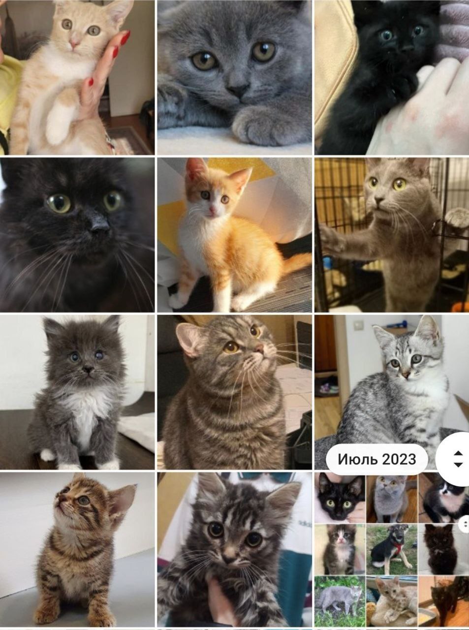 128 tails at home - July (2023) - My, Kittens, cat, No rating, Shelter, Animal shelter, Animals, Pets, Cat family, Small cats, Big cats, Cat lovers, Longpost