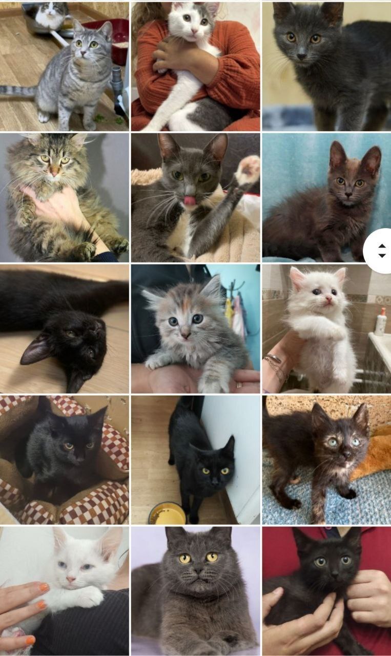 128 tails at home - July (2023) - My, Kittens, cat, No rating, Shelter, Animal shelter, Animals, Pets, Cat family, Small cats, Big cats, Cat lovers, Longpost